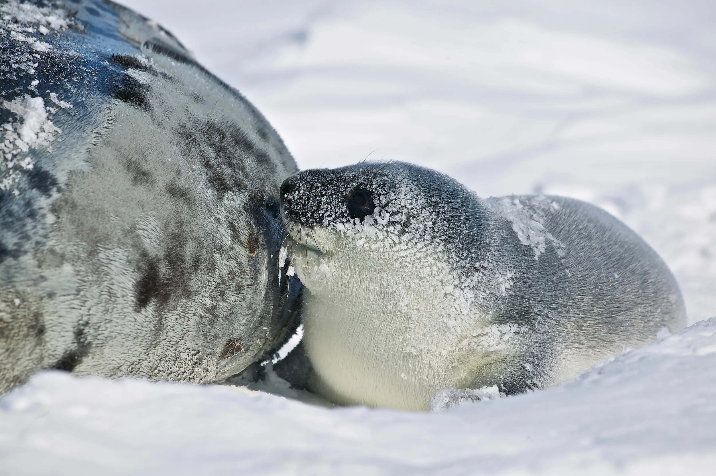 Hooded Seal pup suckling