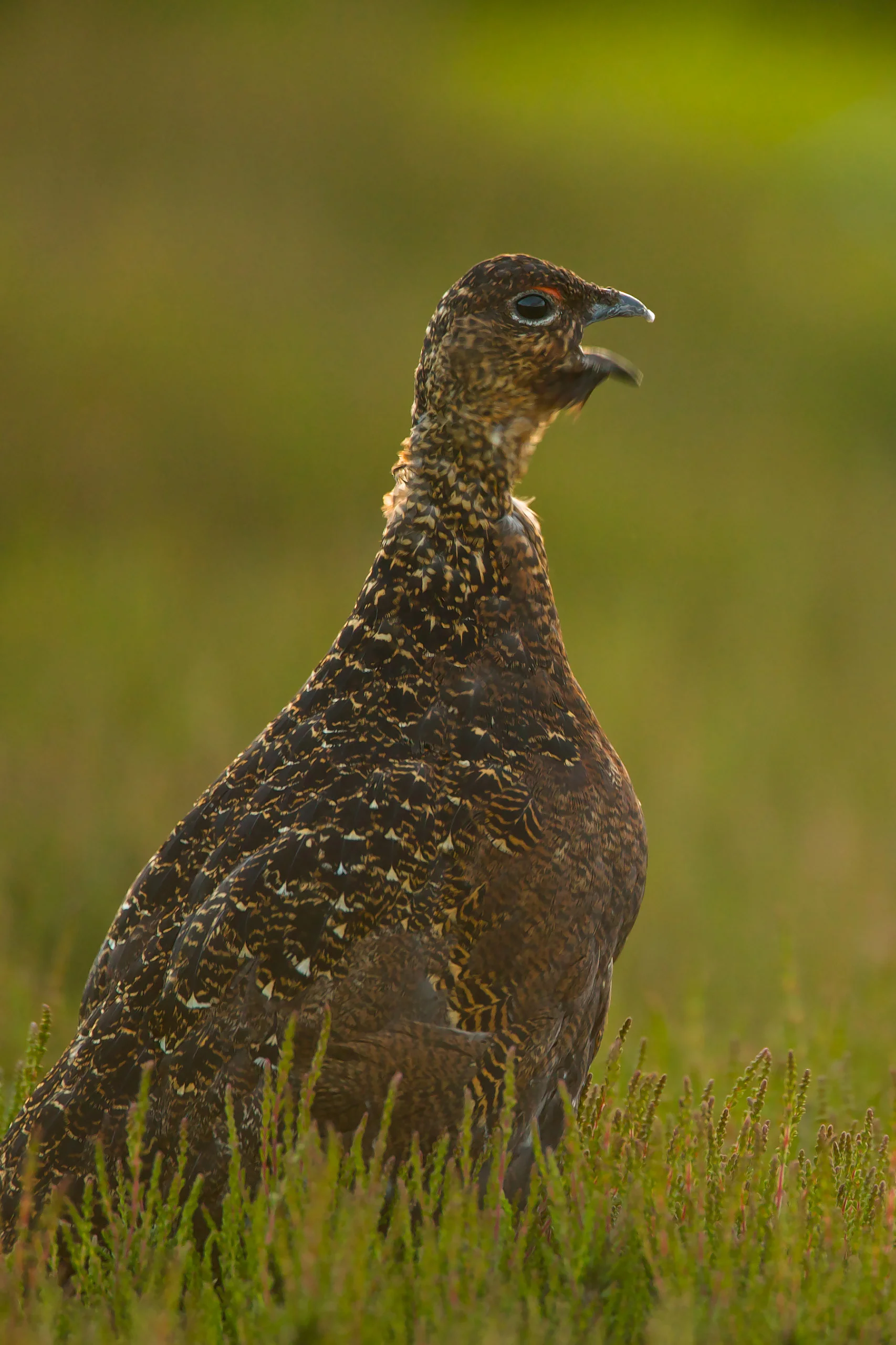 Red Grouse