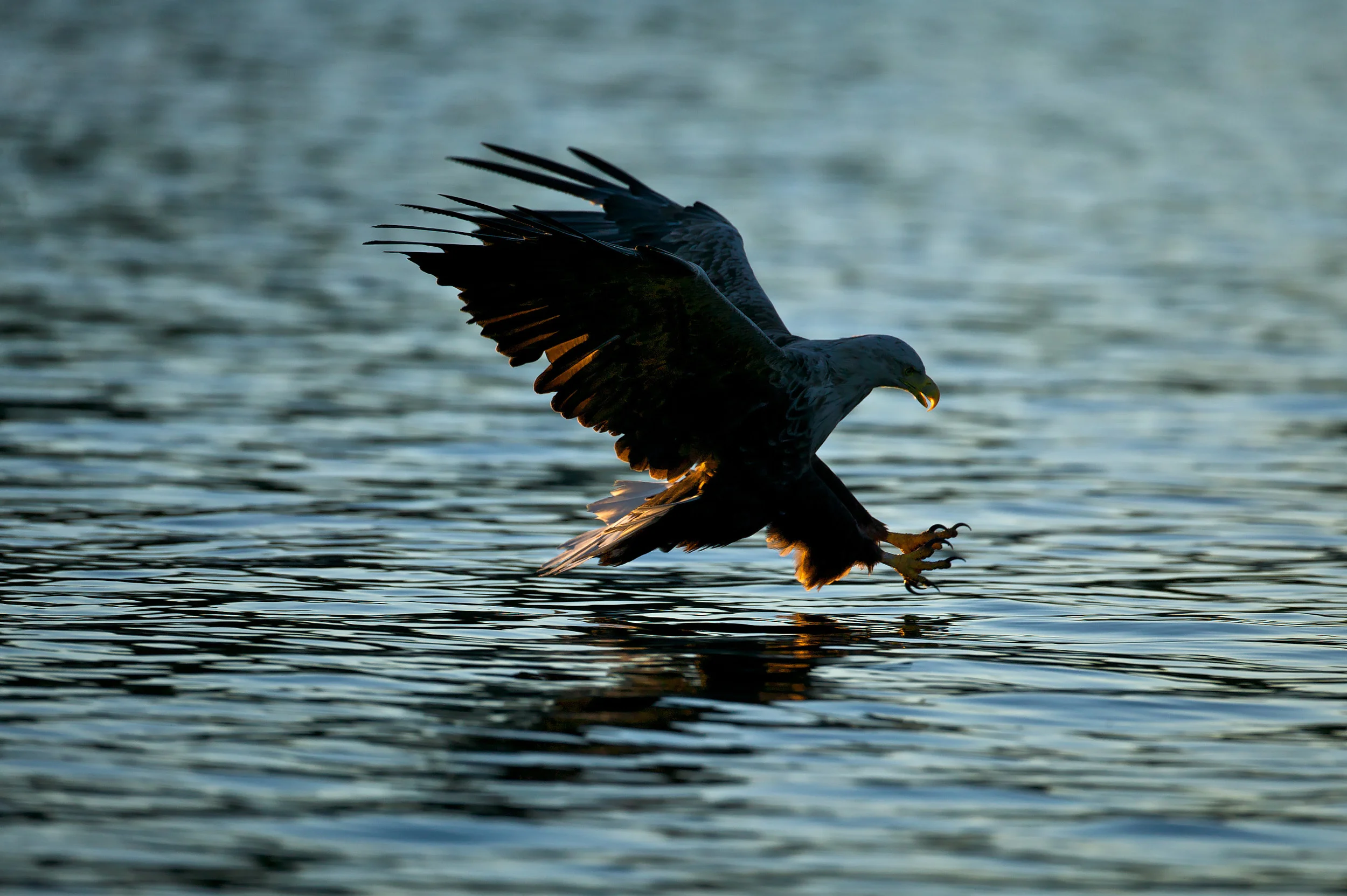 White-tailed Sea Eagle (Haliaeetus albicilla), Norway