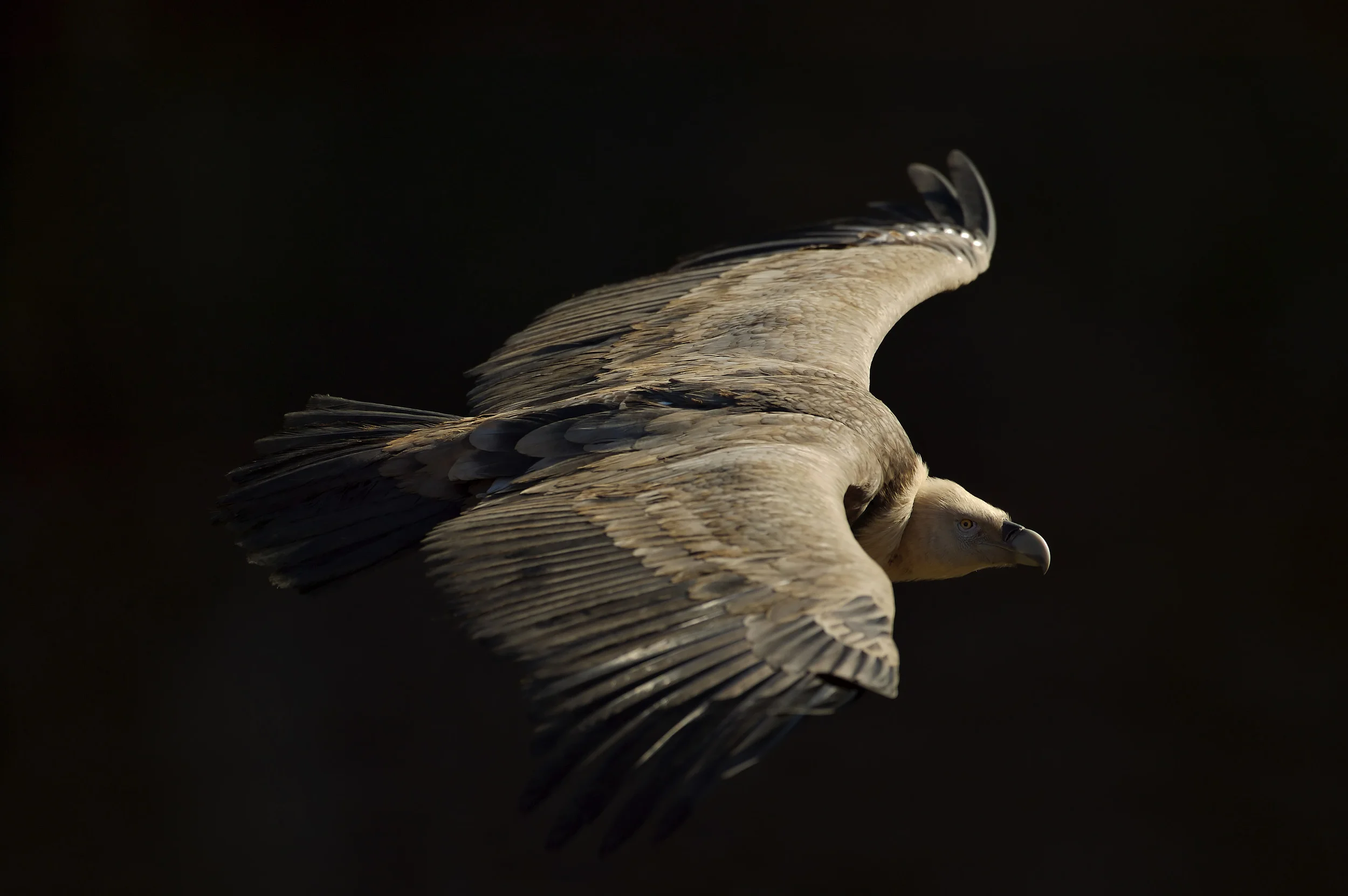 Gyps fulvus, Griffon vulture in flight, topside view, Hoces del Duraton park, Spain