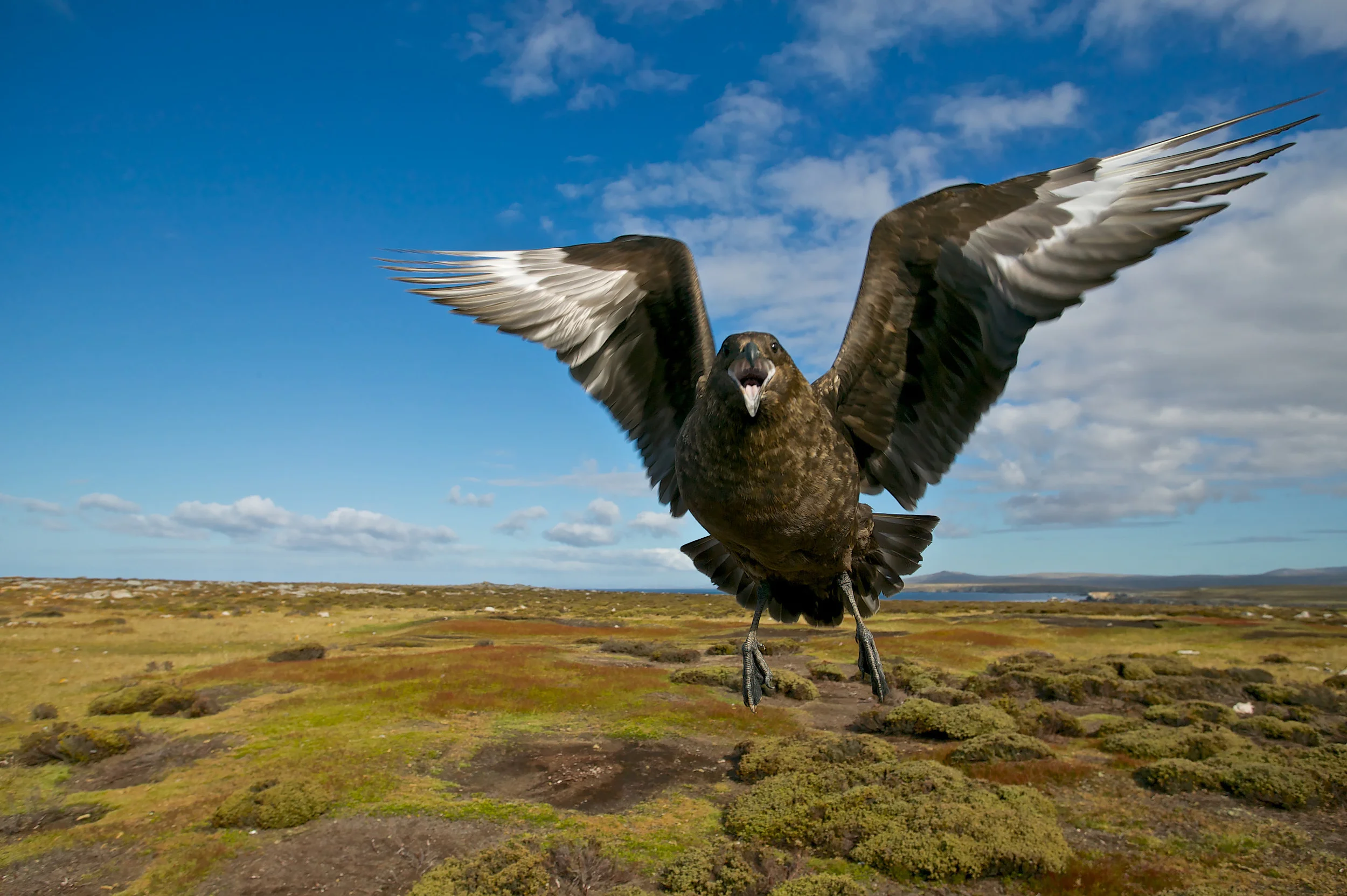 Catharacta antarctica, Skua attack in flight, Falkland ISlands, UK