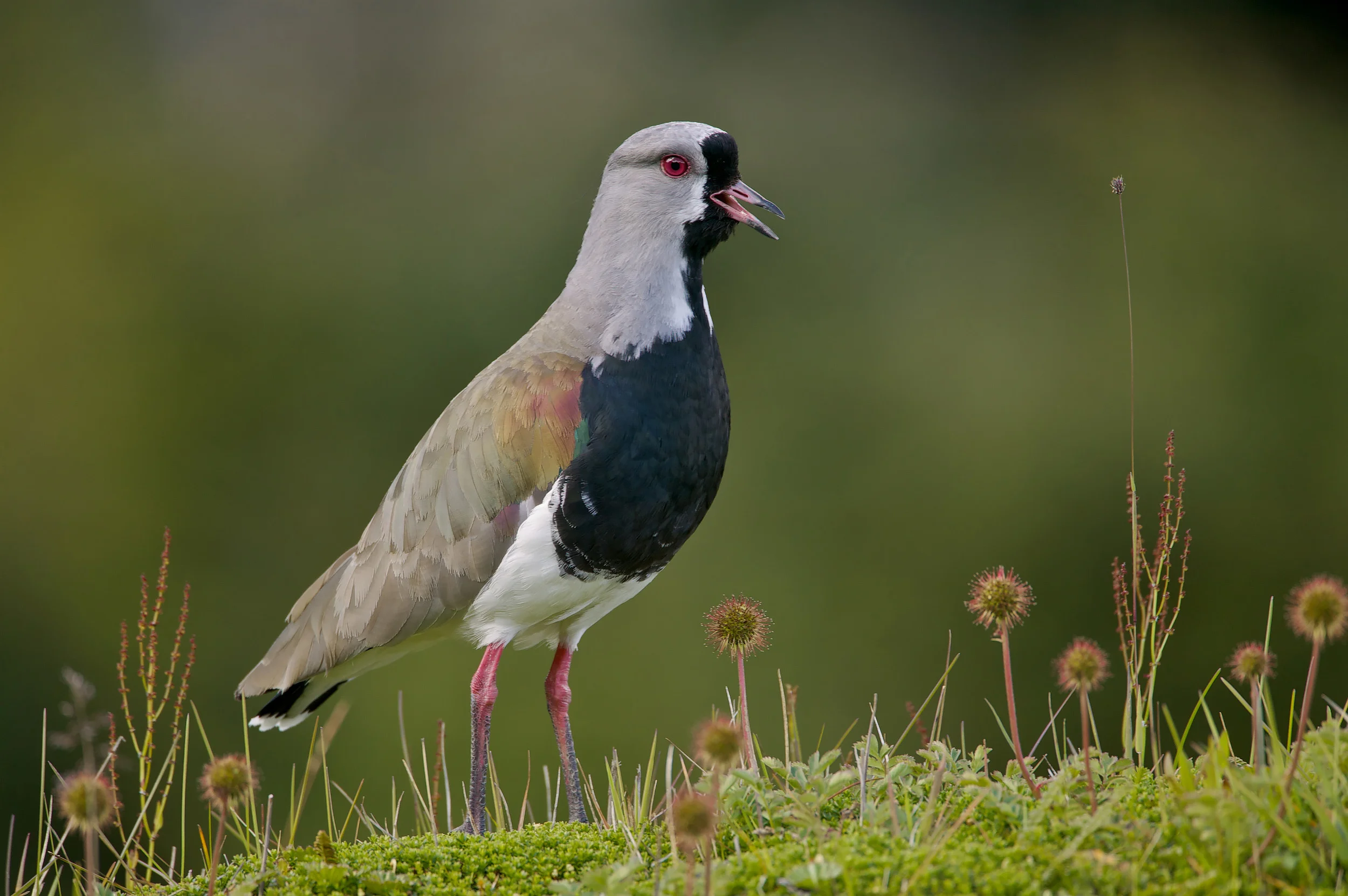 Vanellus chilensis