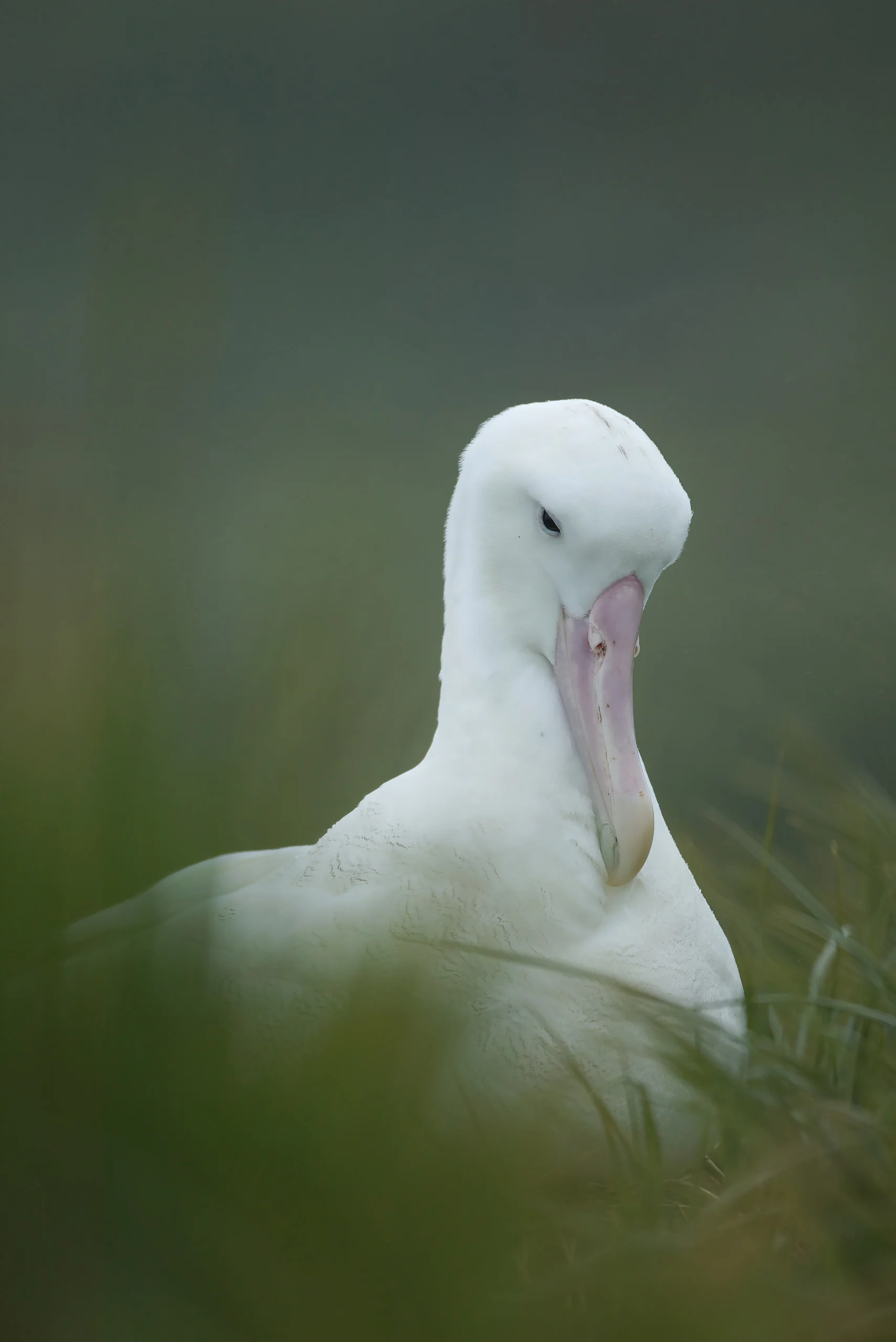 Wandering Albatross (Diomedea exulans)