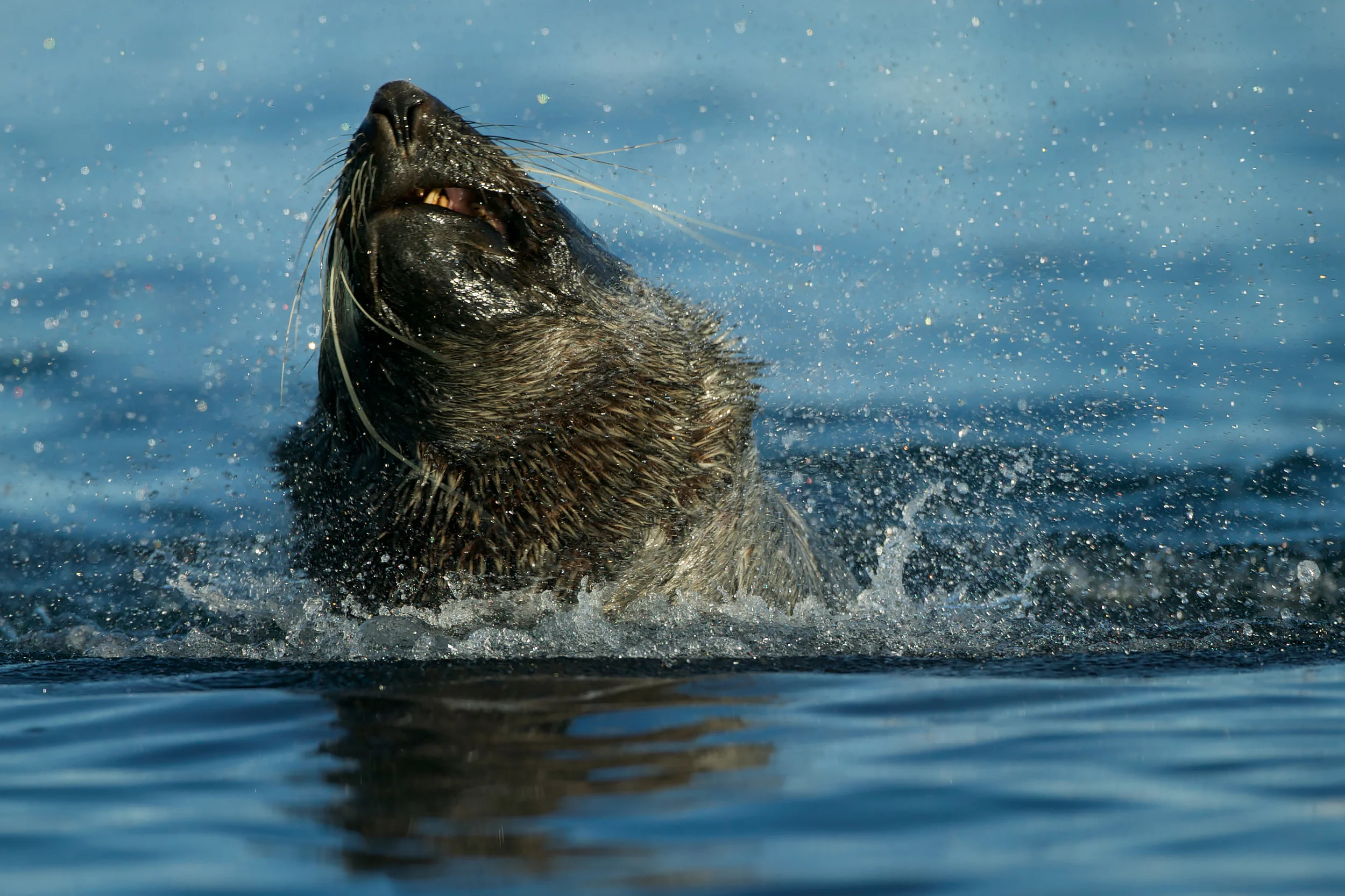 Antarctic Fur Seal (Arctocephalus gazella) playing in the water
