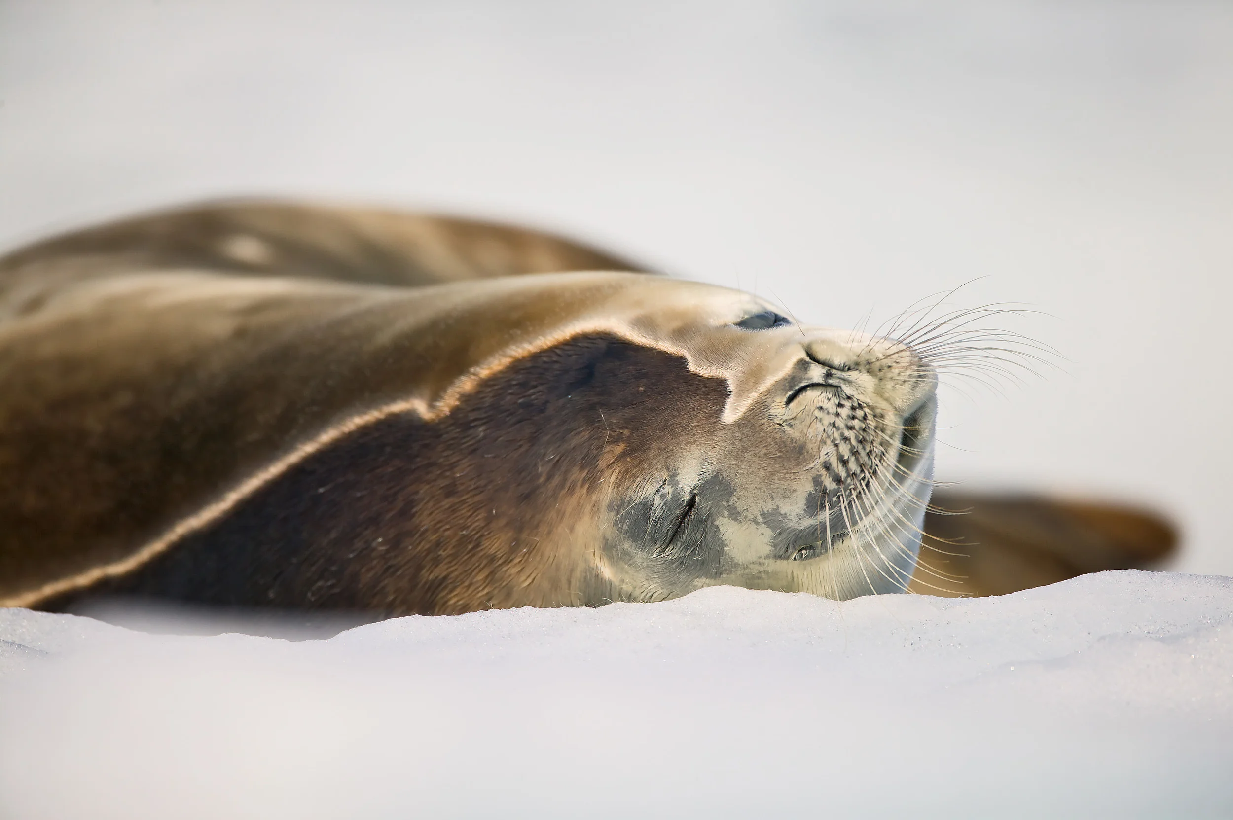 Crab-eater Seal (Lobodon carcinophagus), Neko Harbour