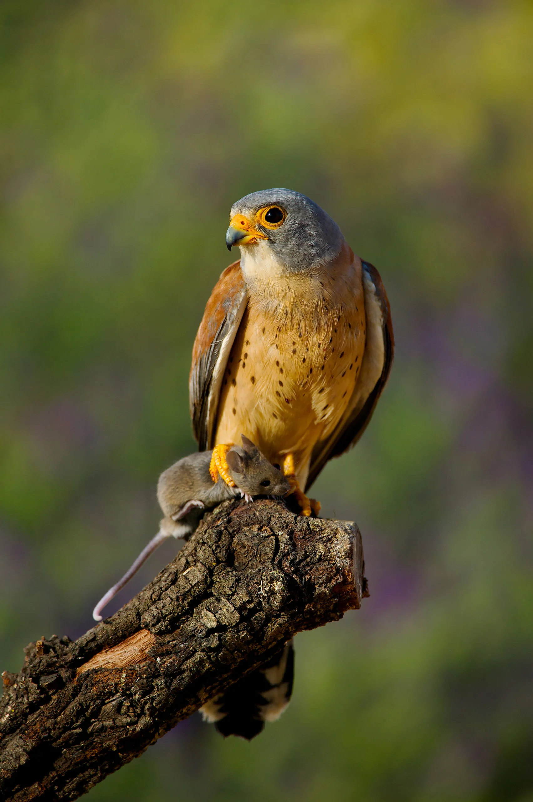 Lesser Kestrel (Falco naumanni), male.