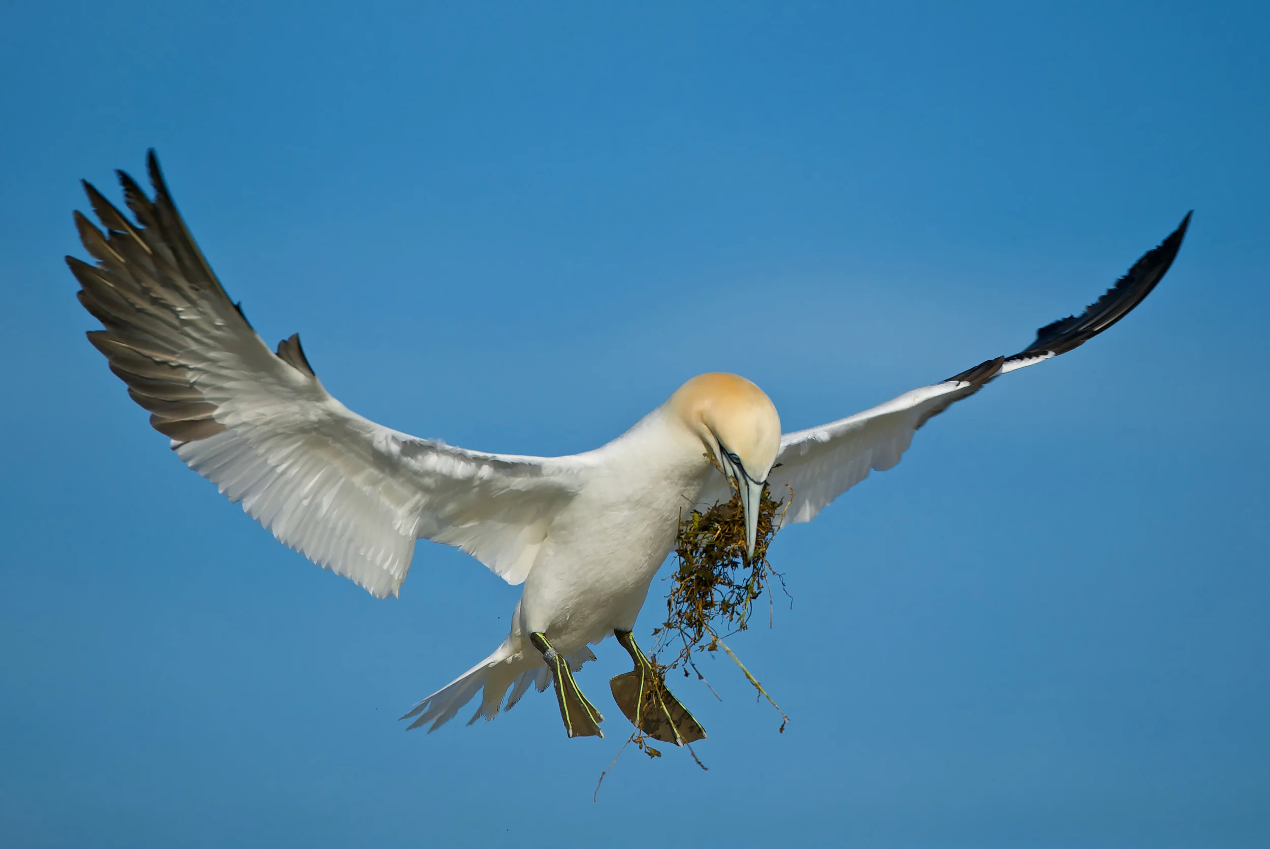 Northern Gannet (Morus bassanus)