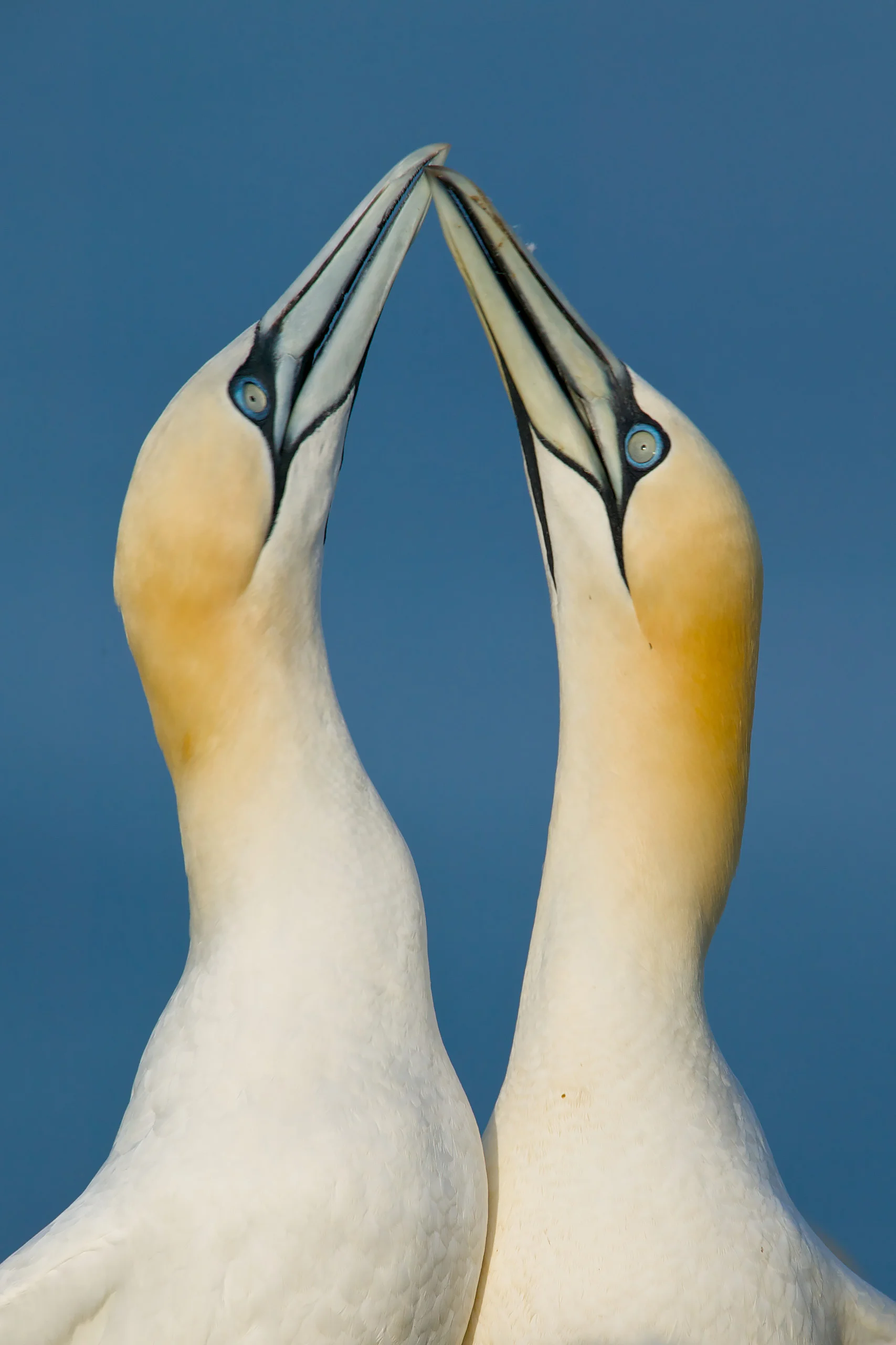 Northern Gannet (Morus bassanus), sky pointing courtship display