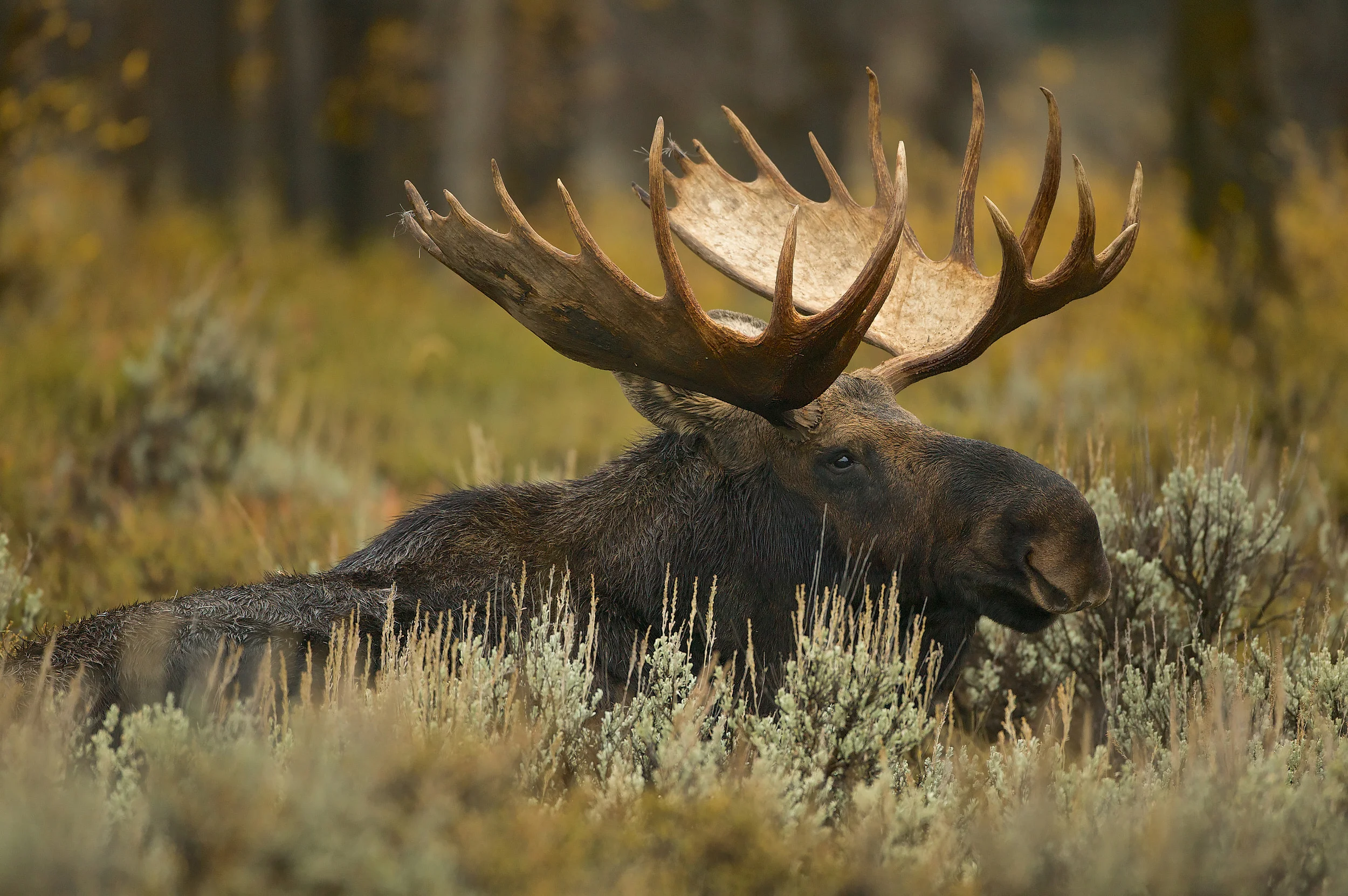 Moose (Alces alces) Grand Teton NP, Wyoming, USA