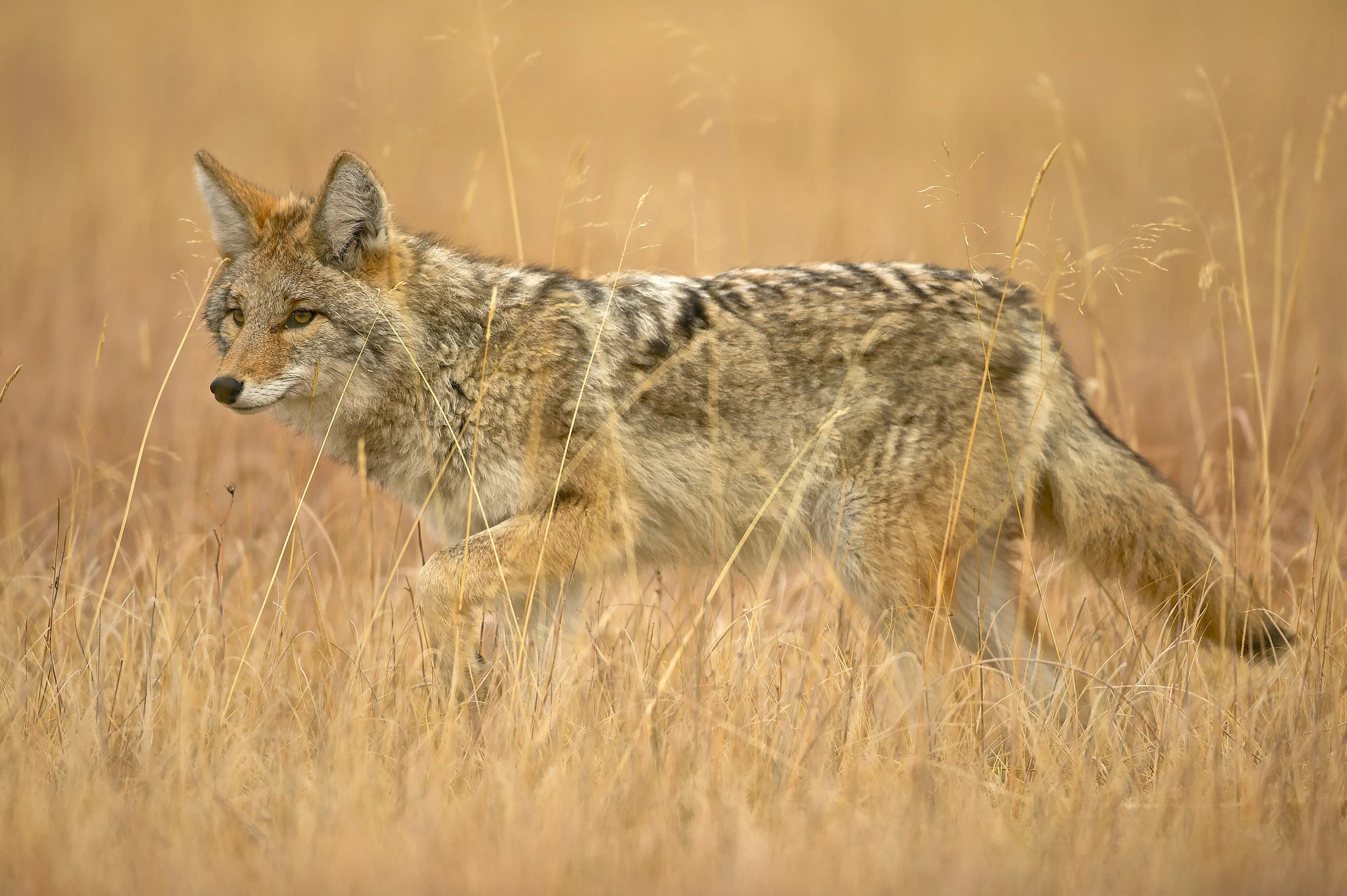Coyote (Canis latrans)