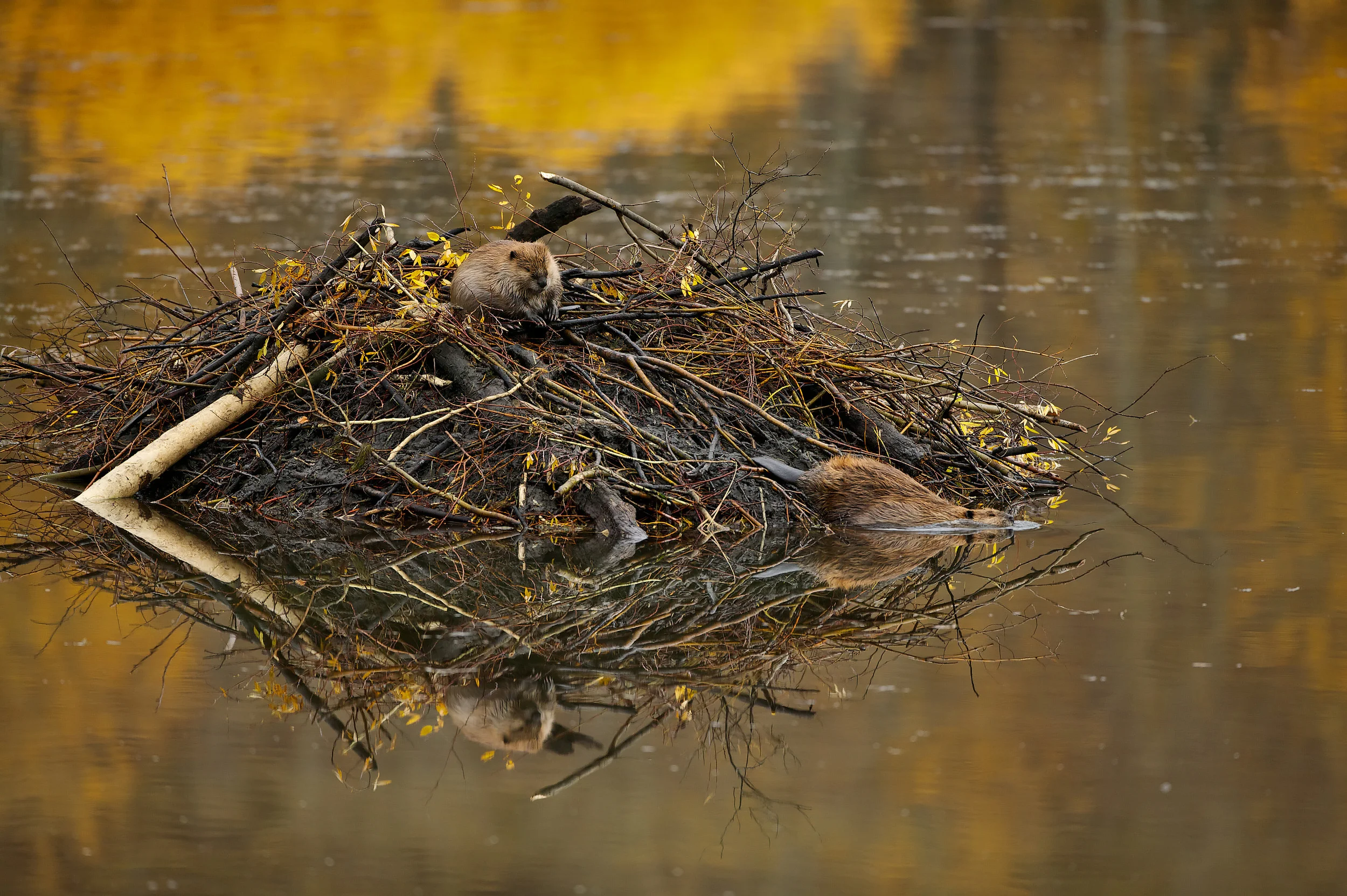 American Beaver (Castor canadensis)