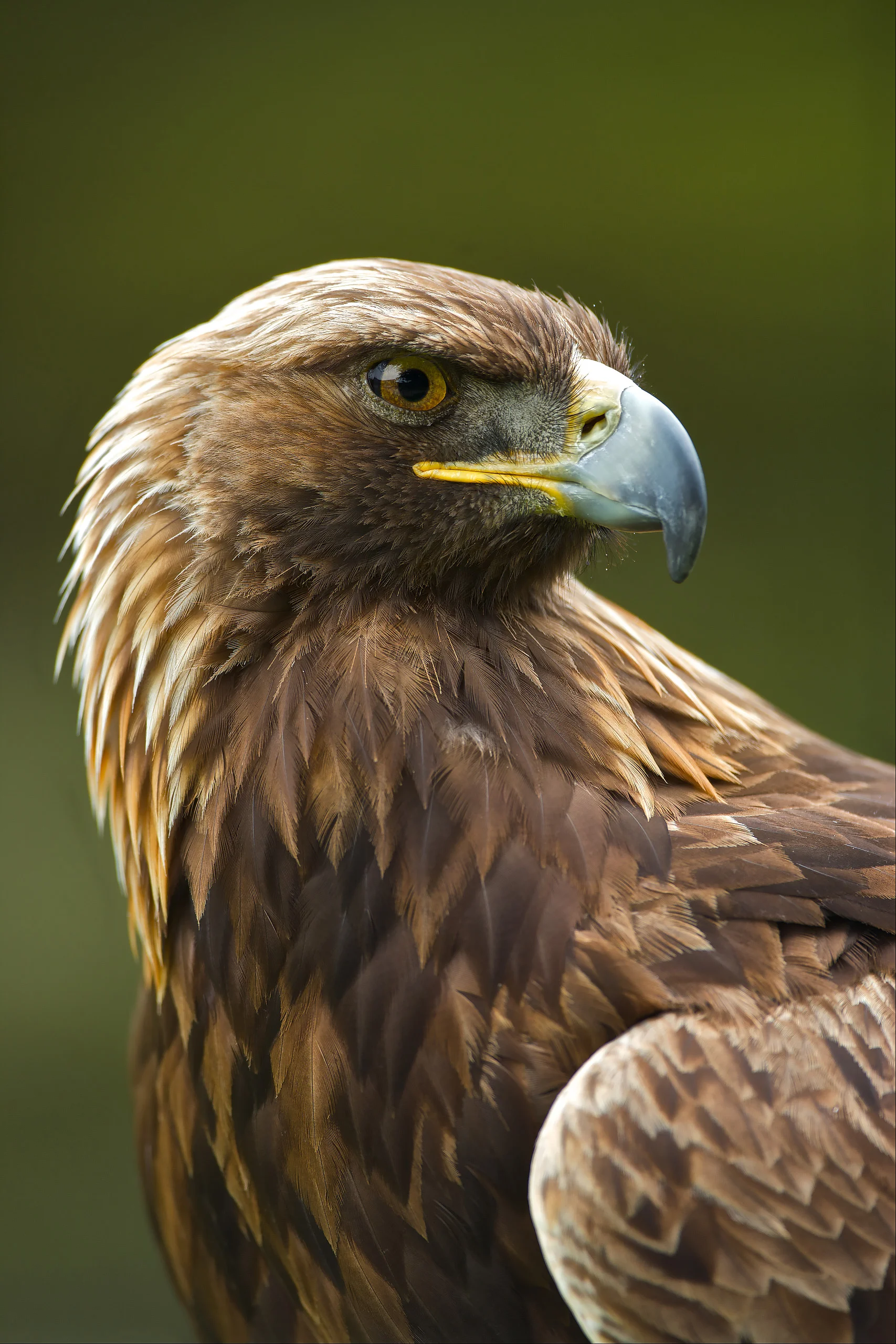 Golden Eagle (Aquila chrysaetos),