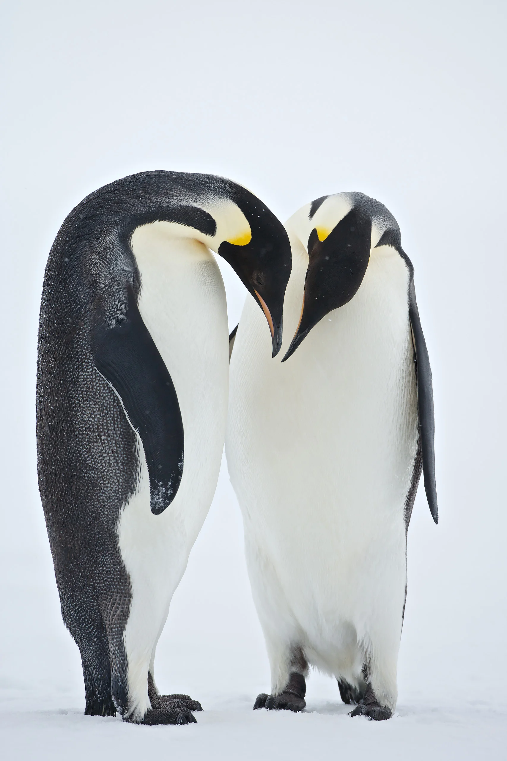 A pair of Emperor penguins (Aptenodytes forsteri) performa a courtship ritual dance, Show Hill Island, Weddell Sea, Antarctica