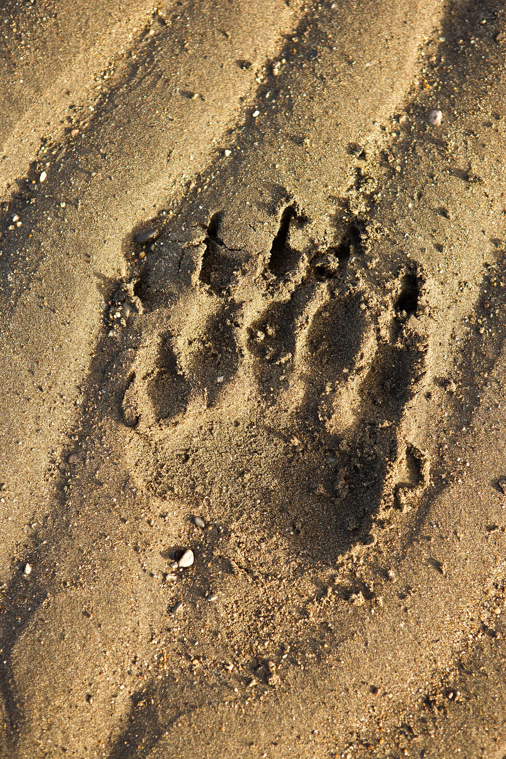 Grizzly Bear (Ursus arctos horribilis) foot print tracks in the sand