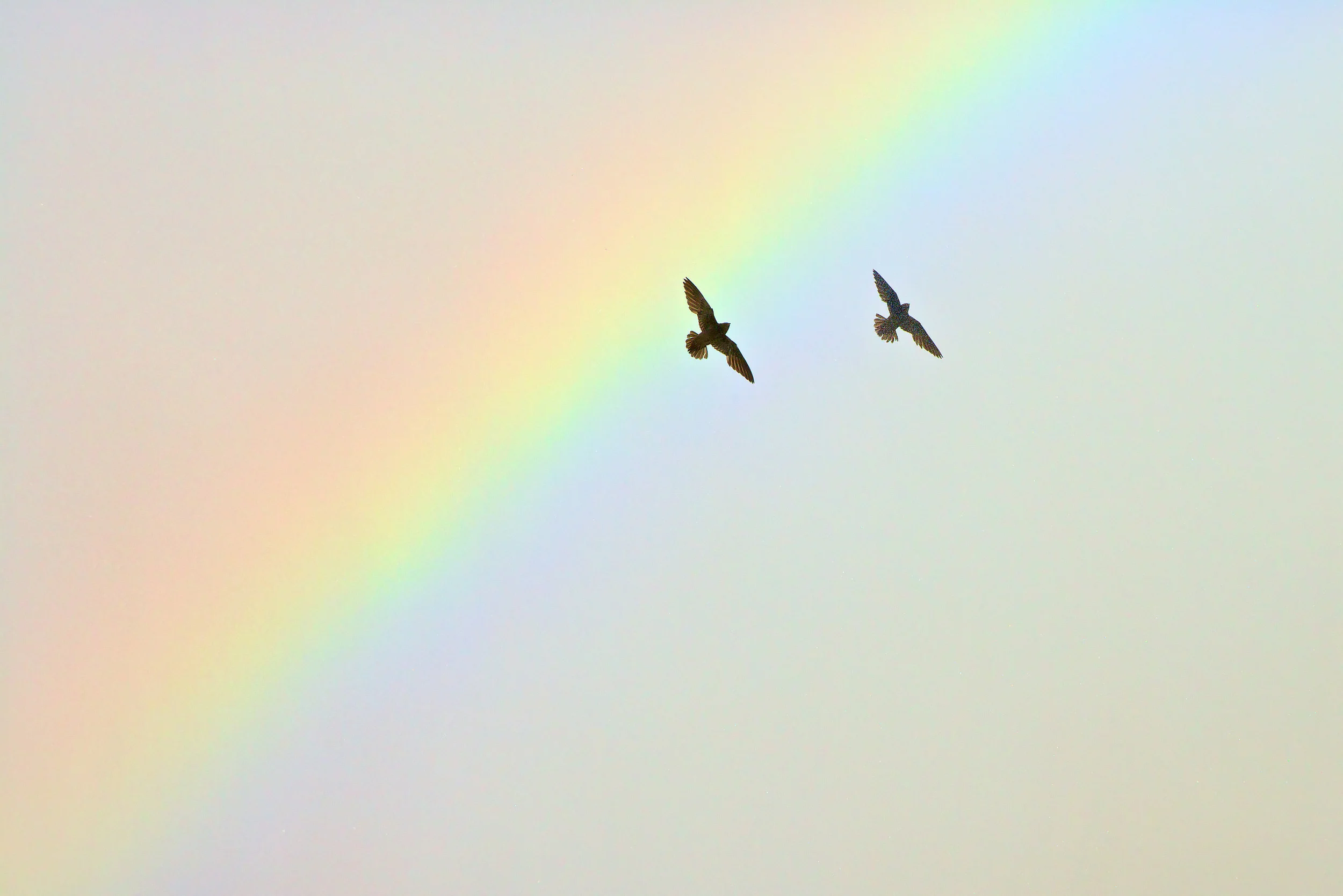 Great Dusky Swift (Cypseloides senex) fly across a rainbow, formed by spray from the waterfall, on their way to their nests. Iguaçu