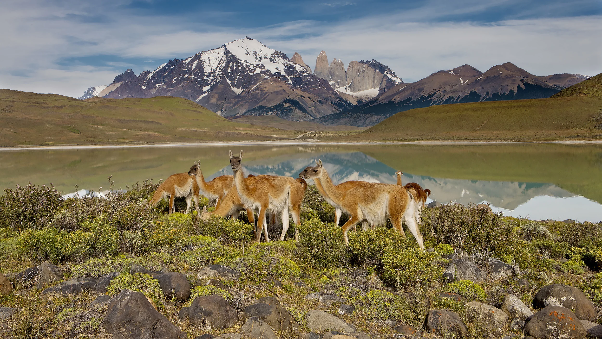 Guanaco (Lama guanicoe) herd with the Torres in the background, Torres del Paine NP, Chile.