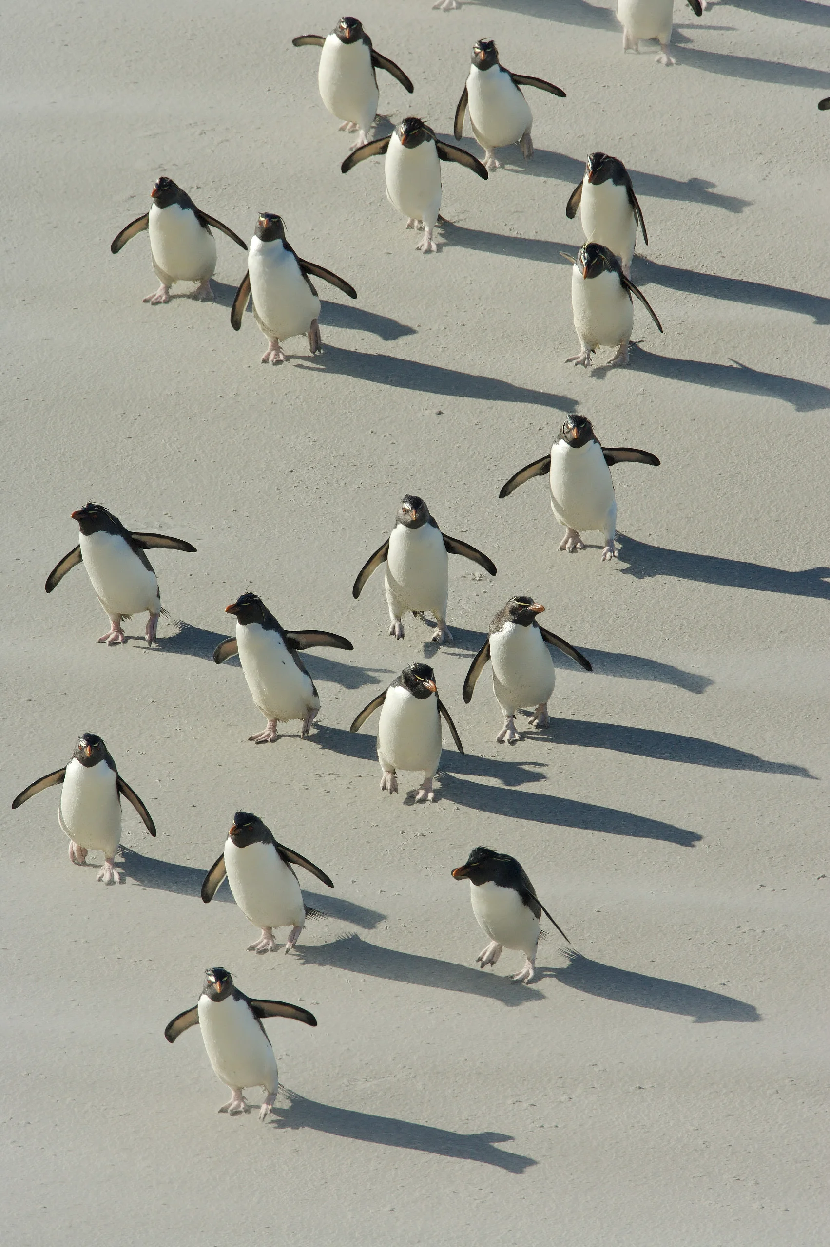 Rockhopper penguin (Eudyptes chrysocome) arriving to the beach, Falkland Islands, South Atlantic Ocean
