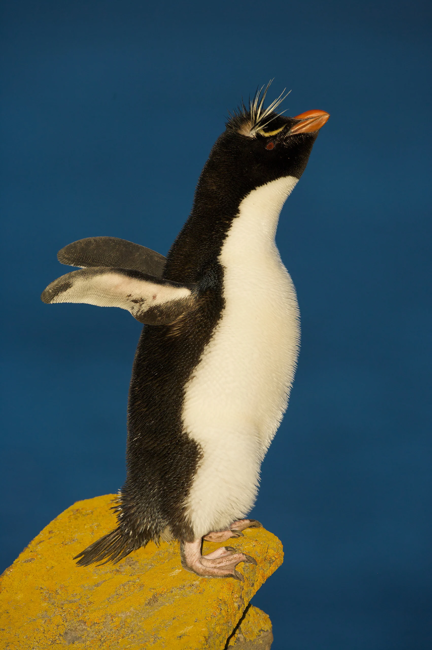 Rockhopper penguin (Eudyptes chrysocome) on a lichen covered rock, Falkland Islands, South Atlantic Ocean
