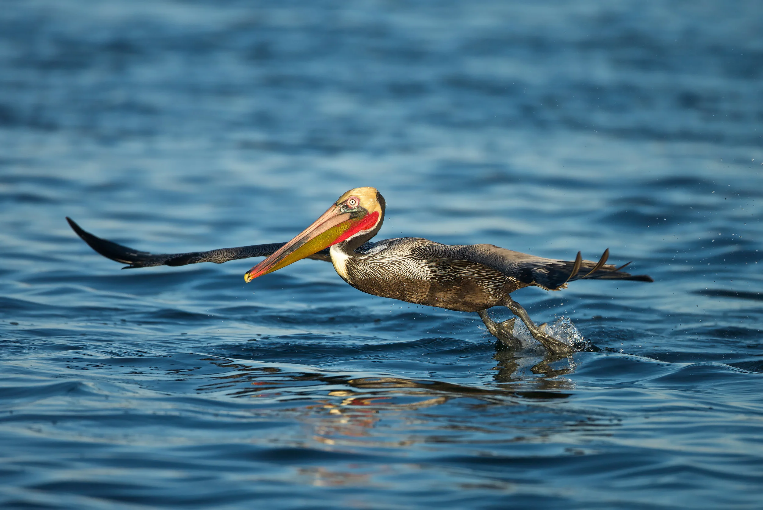 Brown Pelican (Pelecanus occidentalis californicus), Guerrero Negro, BAja California Sur, Mexico