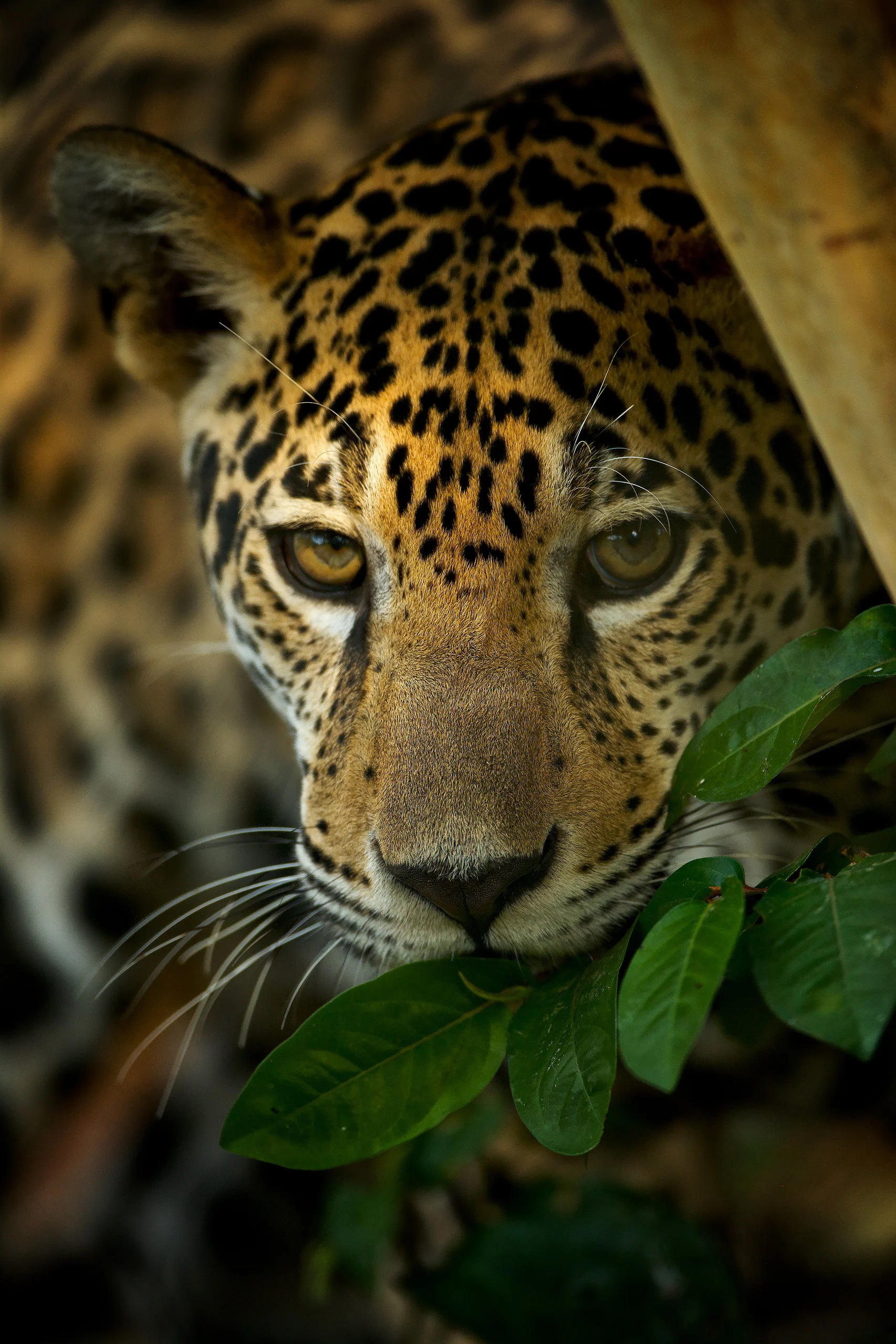 Jaguar (Panthera onca), Belize