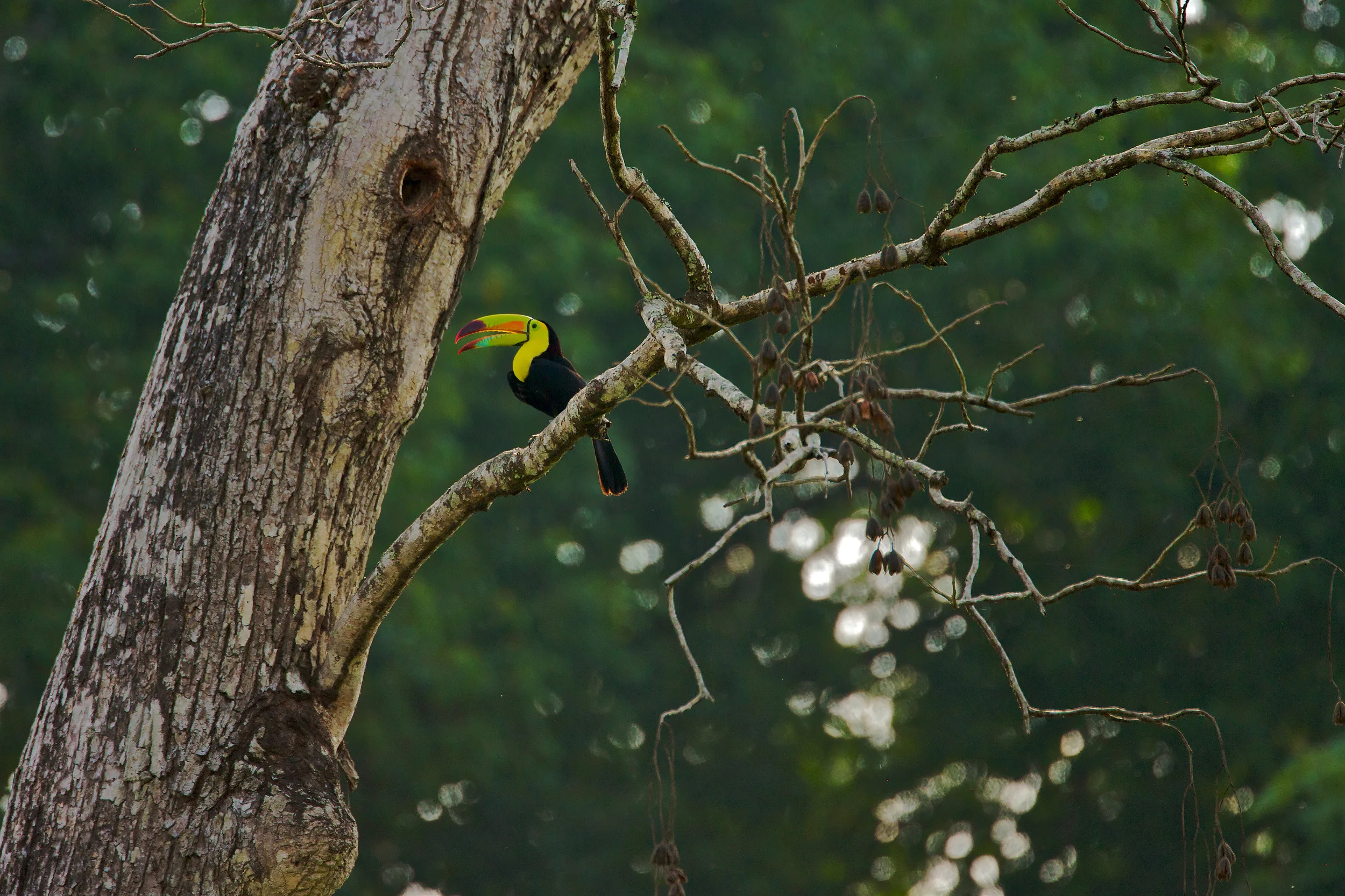 Keel-billed Toucan (Ramphastos sulfuratus), AKA Sulfur-breasted Toucan, Rainbow-billed Toucan