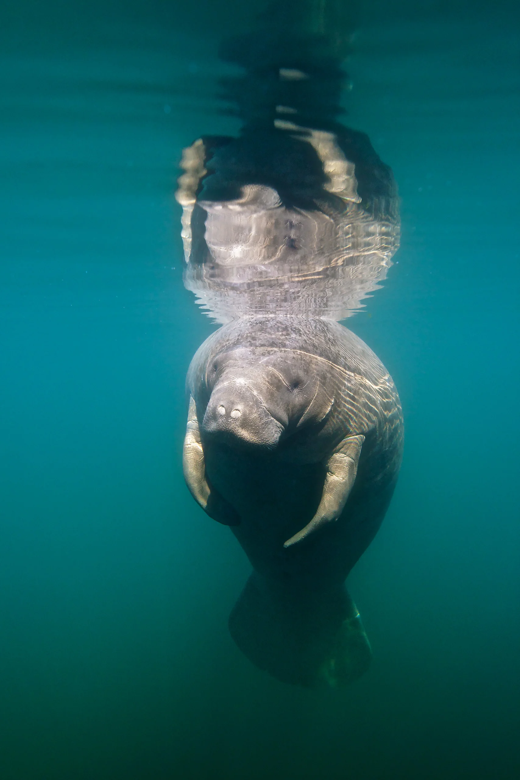 West Indian/Florida Manatee (Trichechus manatus latirostris), Florida
