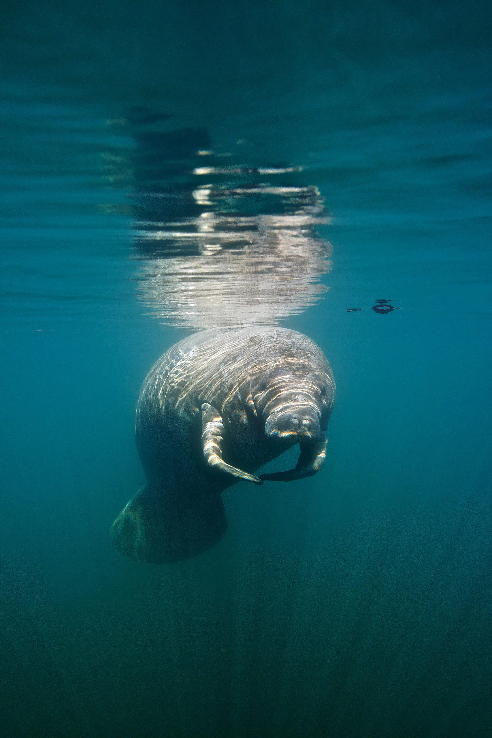 Enrique R. Aguirre Aves / GettyImages (PsC)