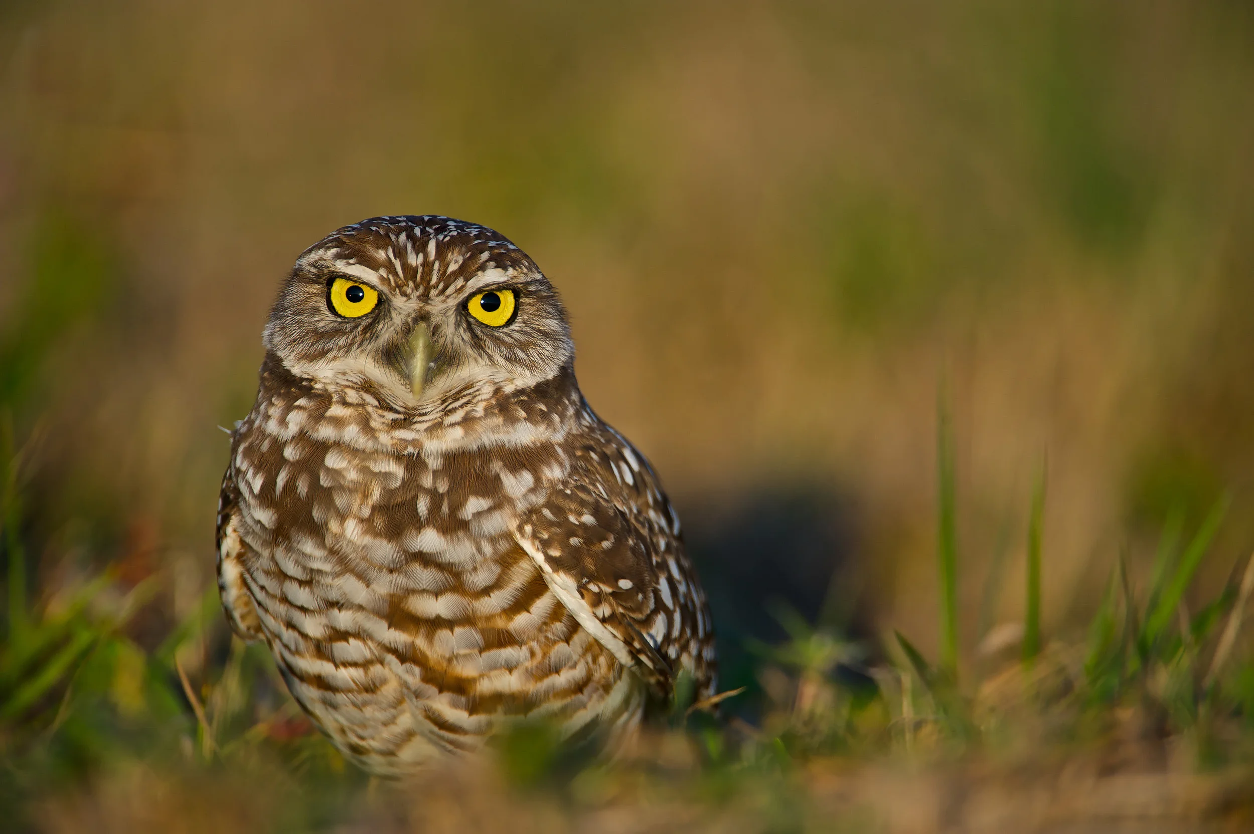 Burrowing Owl (Athene cunicularia floridana), Florida