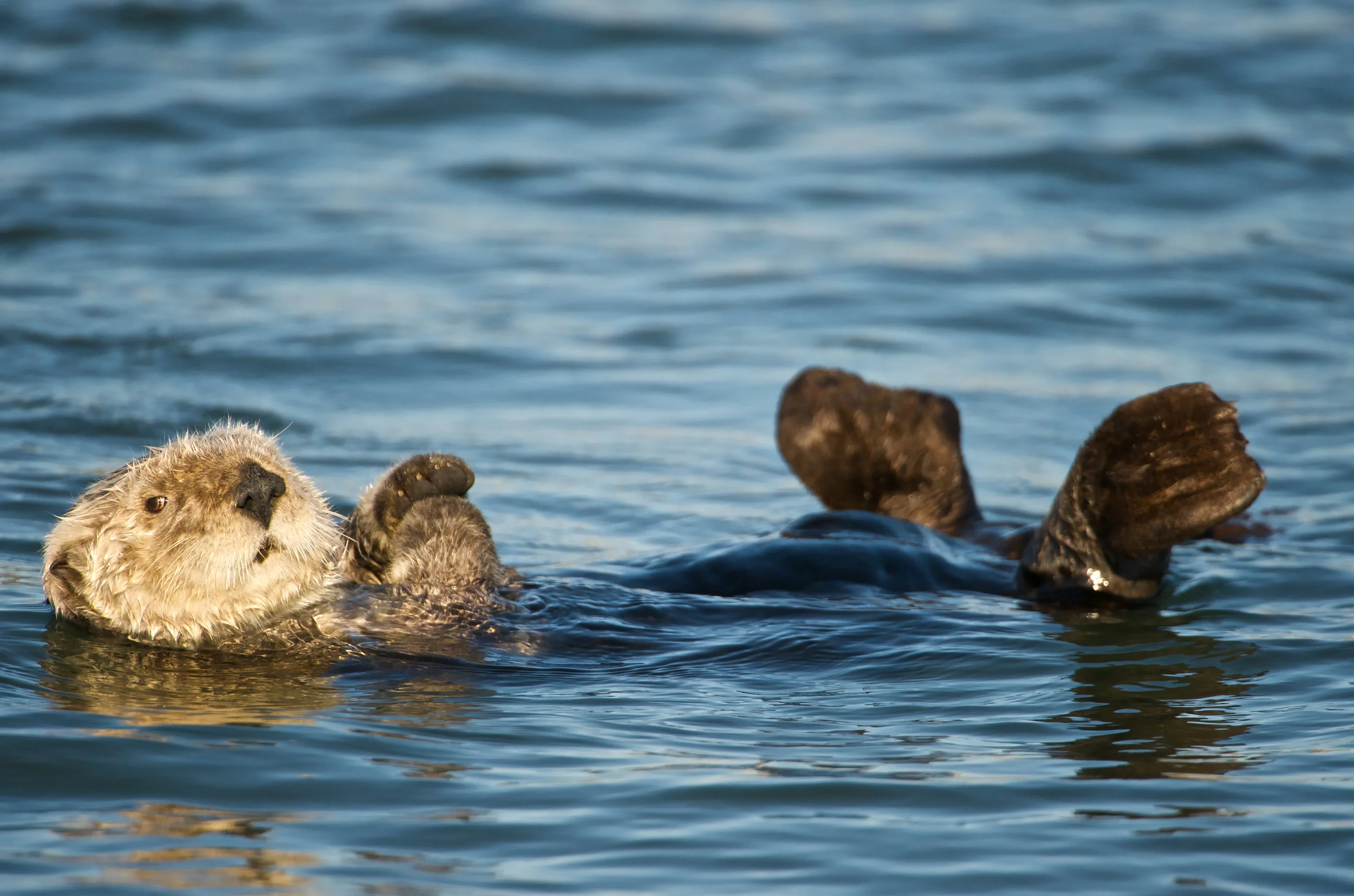 Sea otter (Enhydra lutris), Monterrey Bay, California
