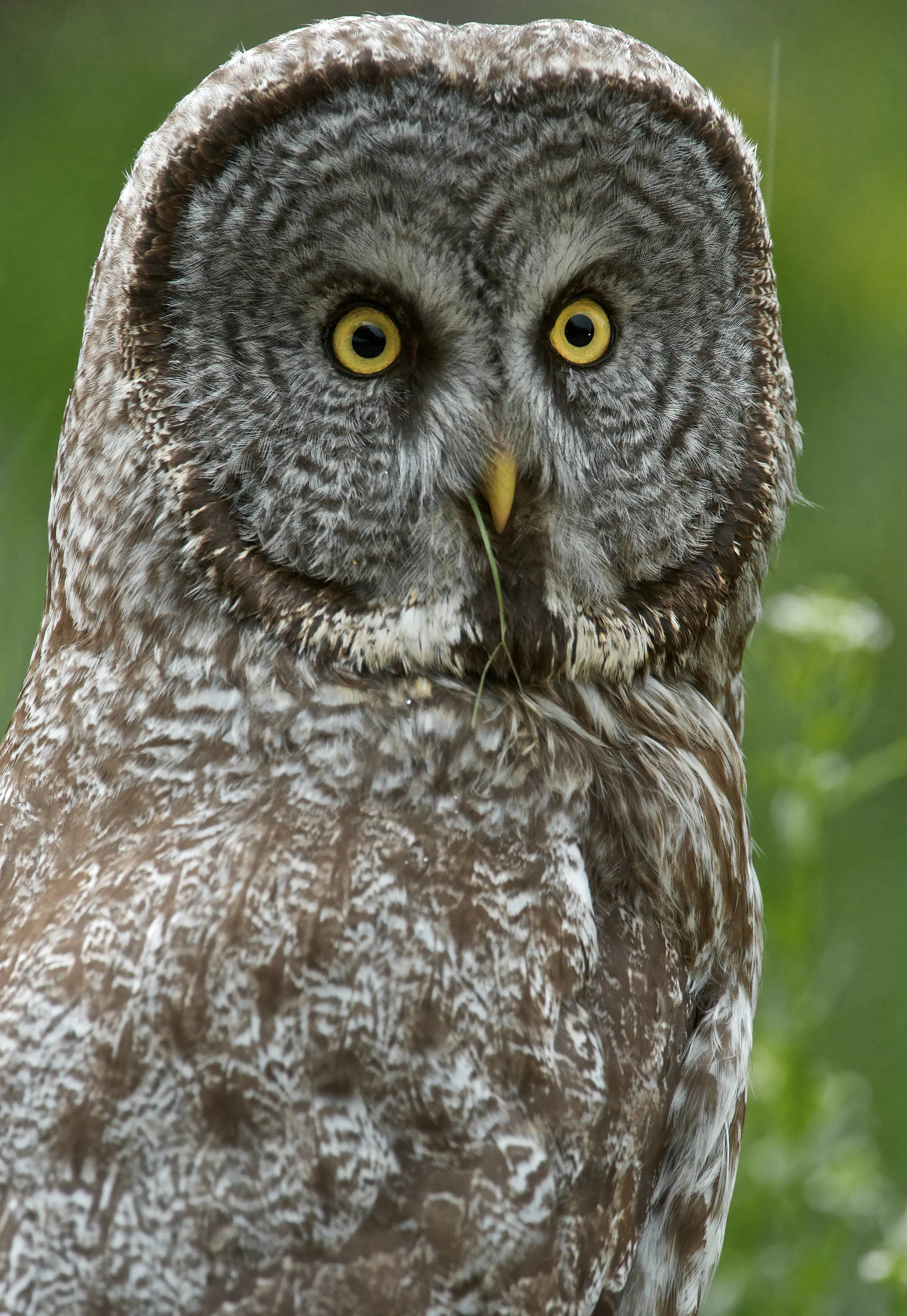 Great Grey Owl (Strix nebulosa)