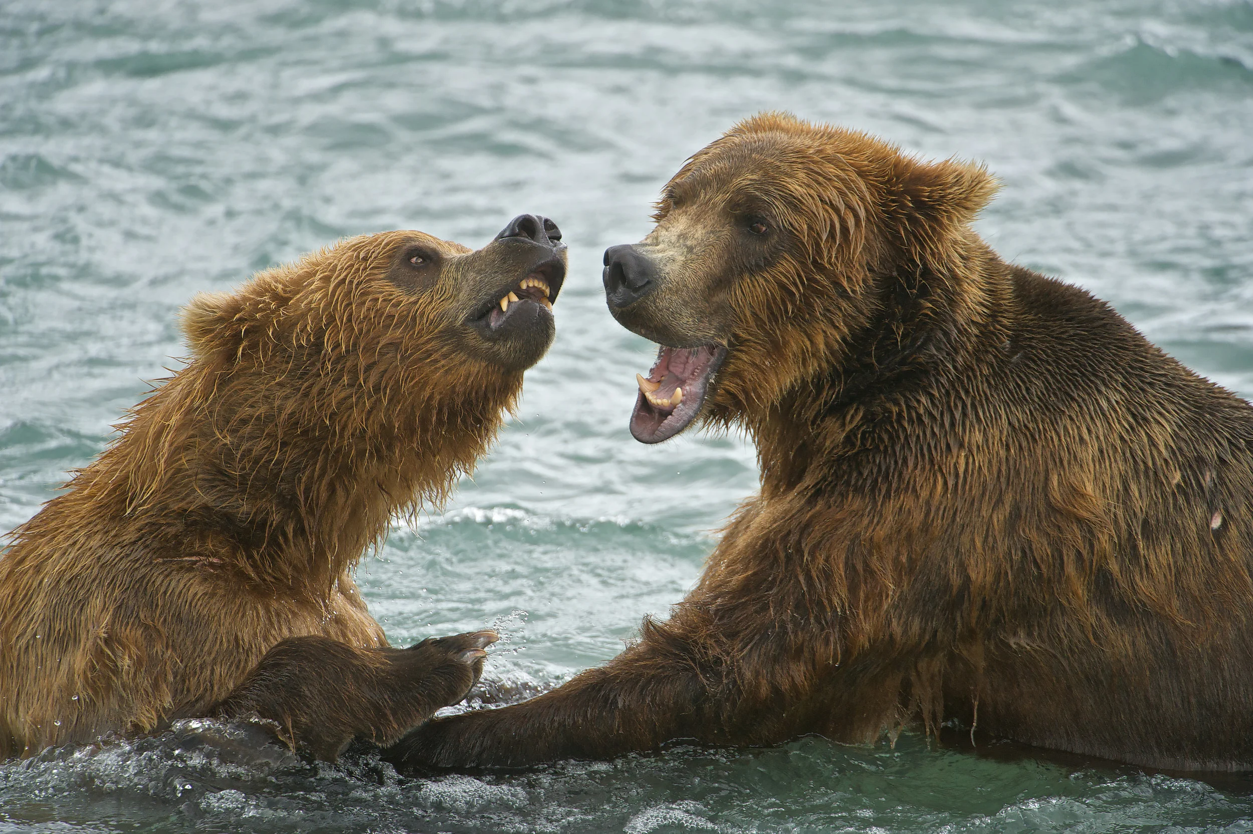 American Brown bear/Grizzly bear (Ursus arctos horribilis), McNeil River Sanctuary, Alaska