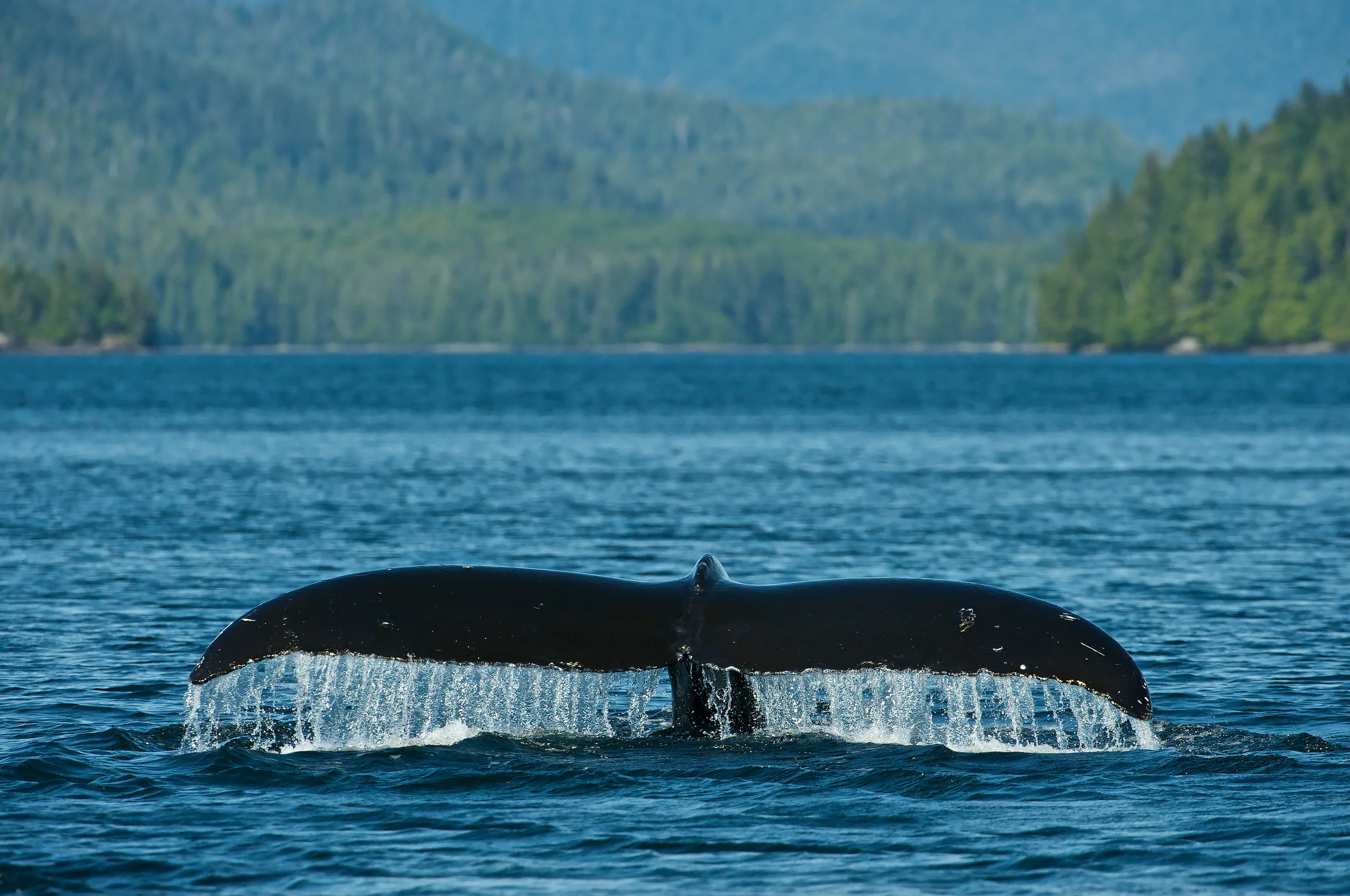 Humpaback Whale (Megaptera novaeangliae), Iside Pasage, South West Alaska, USA