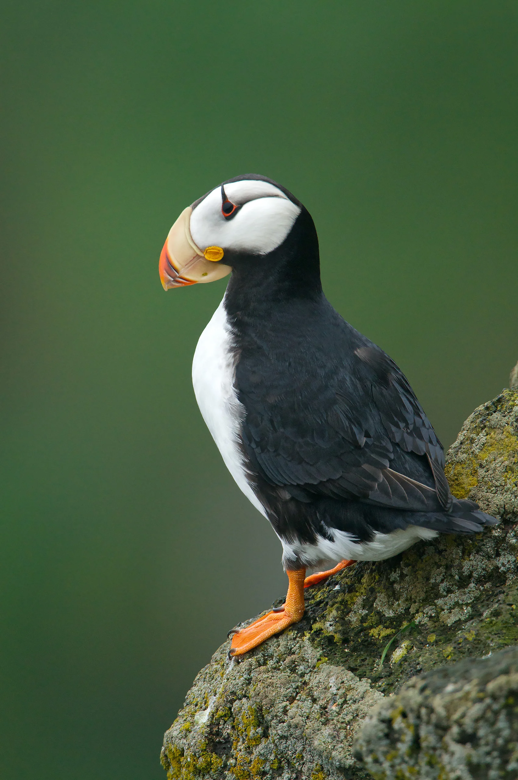 Horned Puffin (Fratercula corniculata)