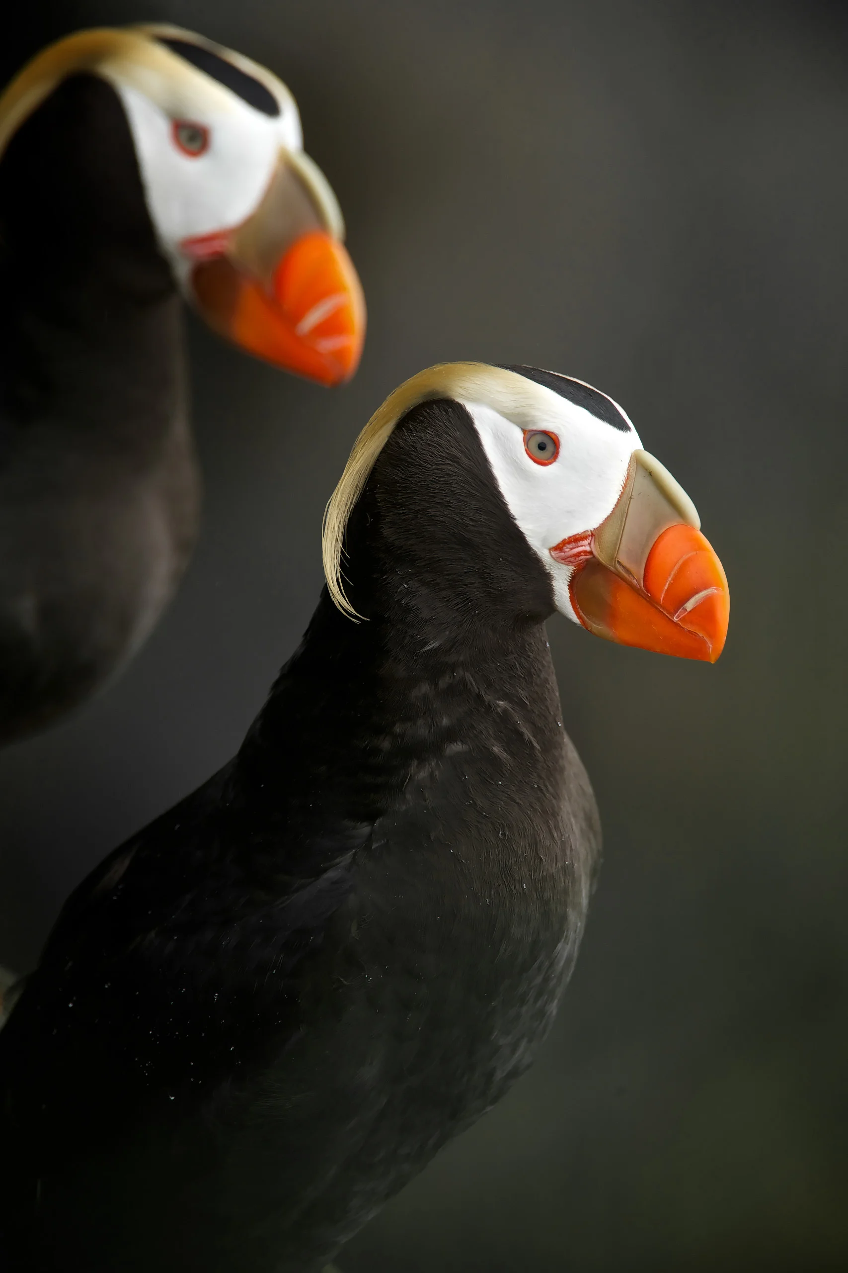 Tufted Puffin (Fratercula cirrhata)