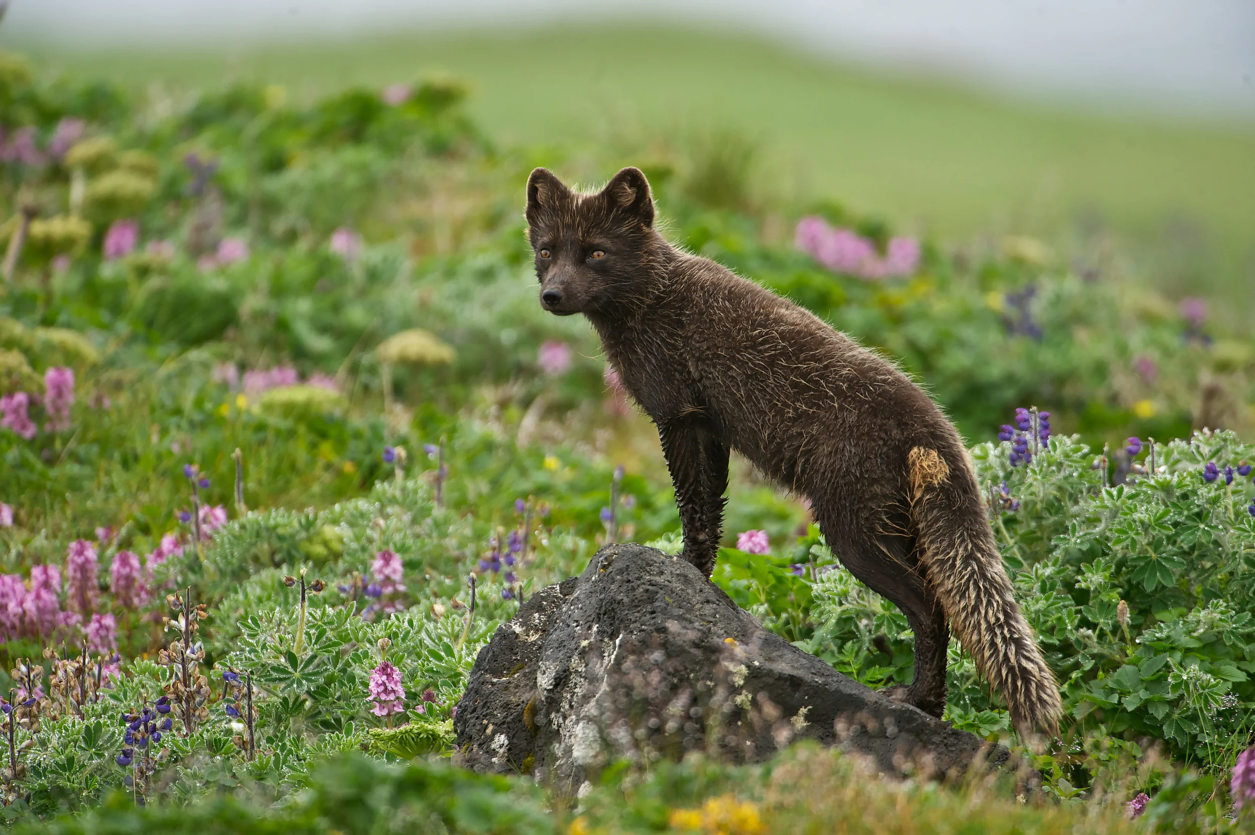 Arctic Fox (Alopex lagopus or Vulpes lagopus) summer coat, male keeping lookout while the female stalked seabird nests. St Paul, Pribilof, AK