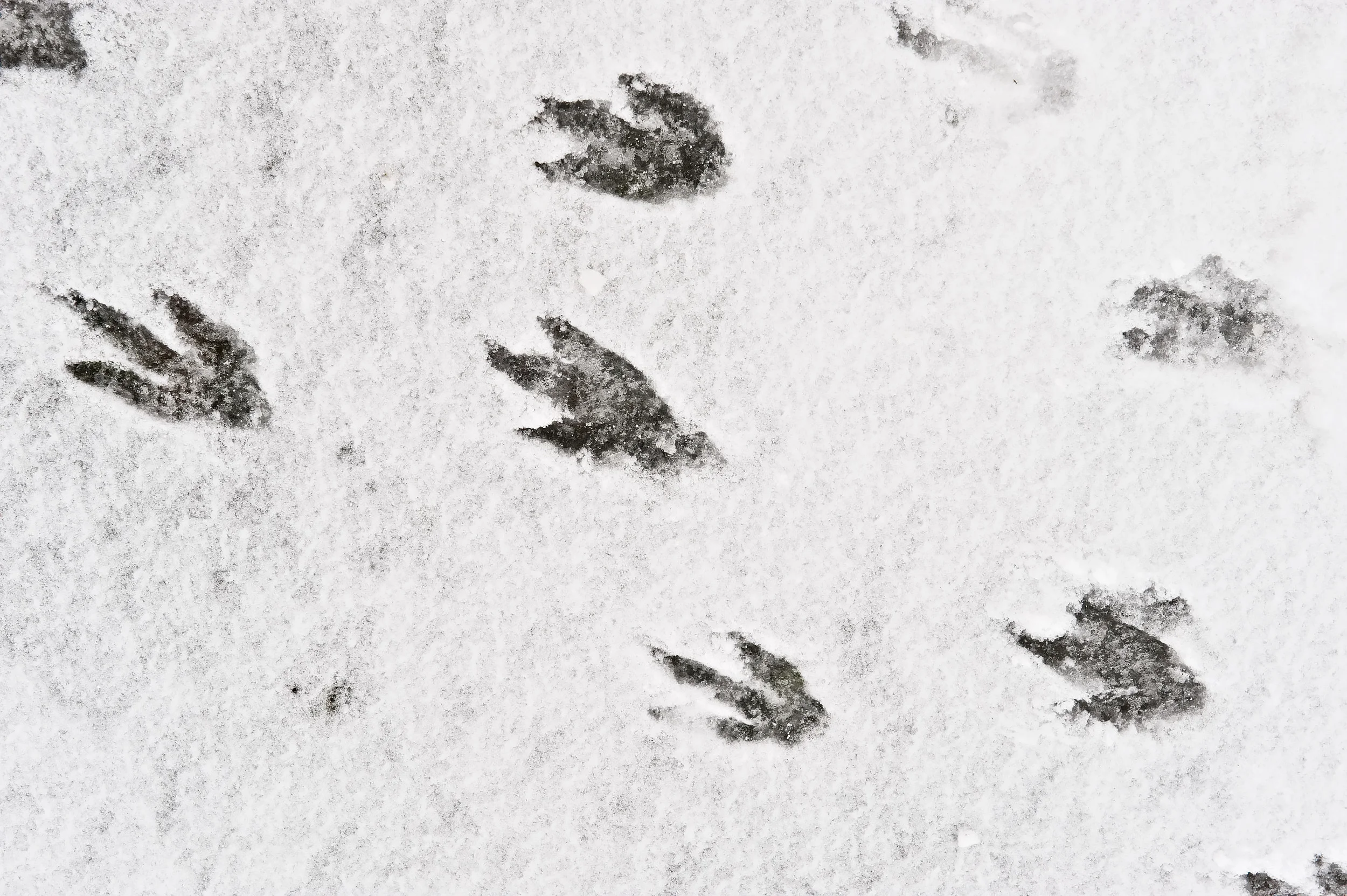 Penguin footprints in snow. Barrientos Island, Aitcho Islands (South Shetland Islands), Antarctica, Antarctic Peninsula