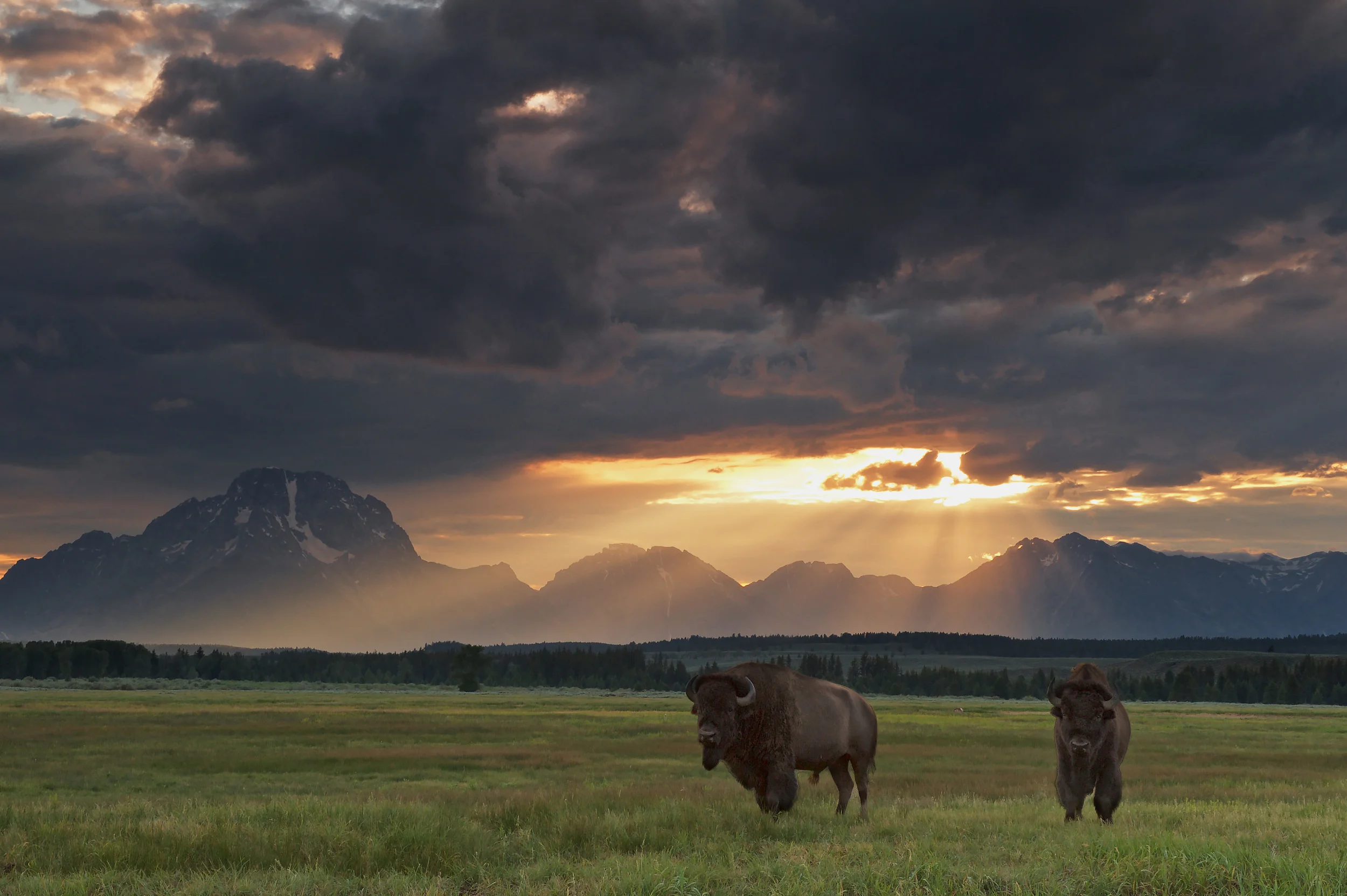 American Bison (Bison bison) Grand Teton NP, Wyoming