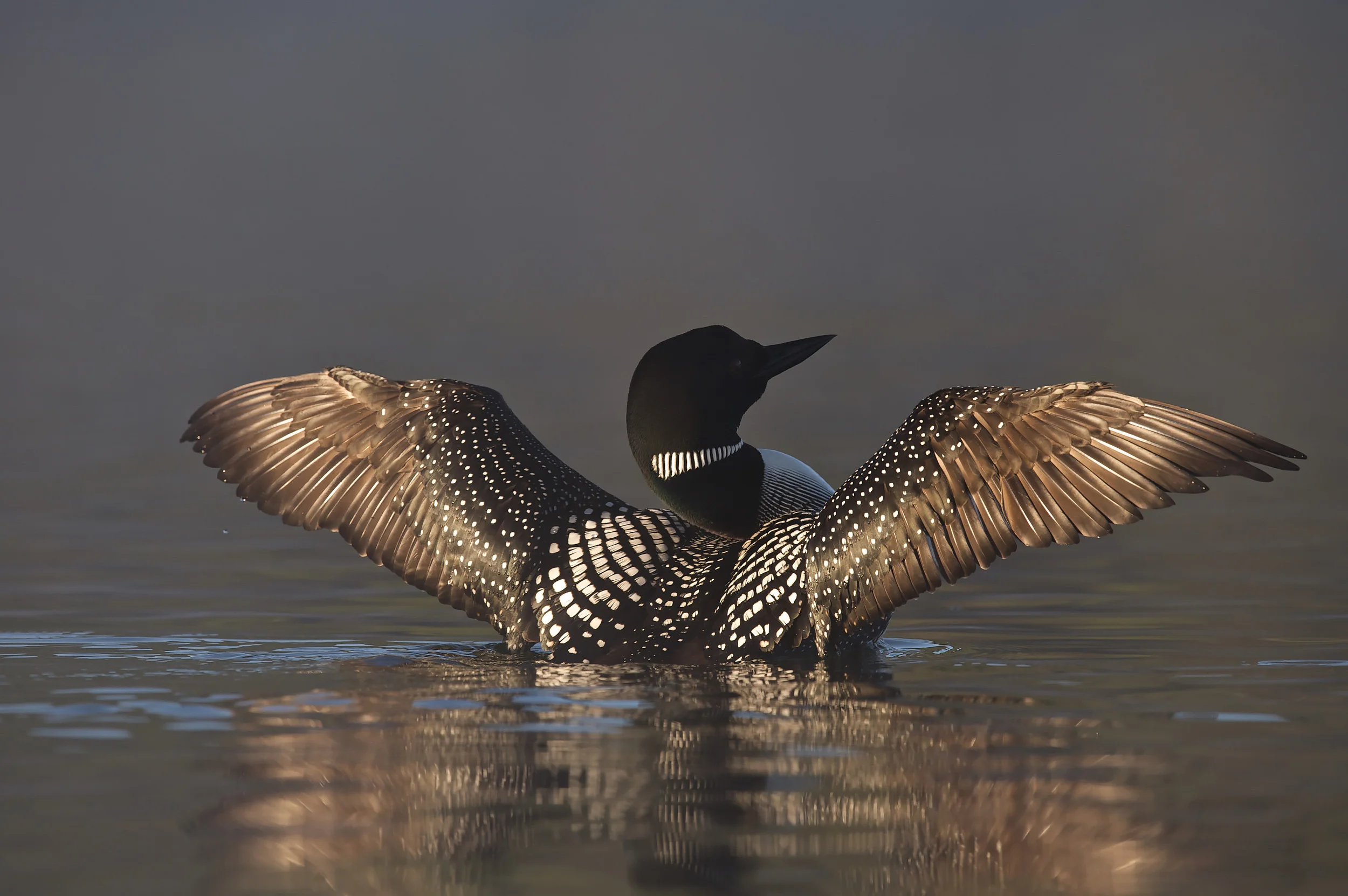 Great Northern Loon (Gavia immer), Common Loon in the fog at sunrise