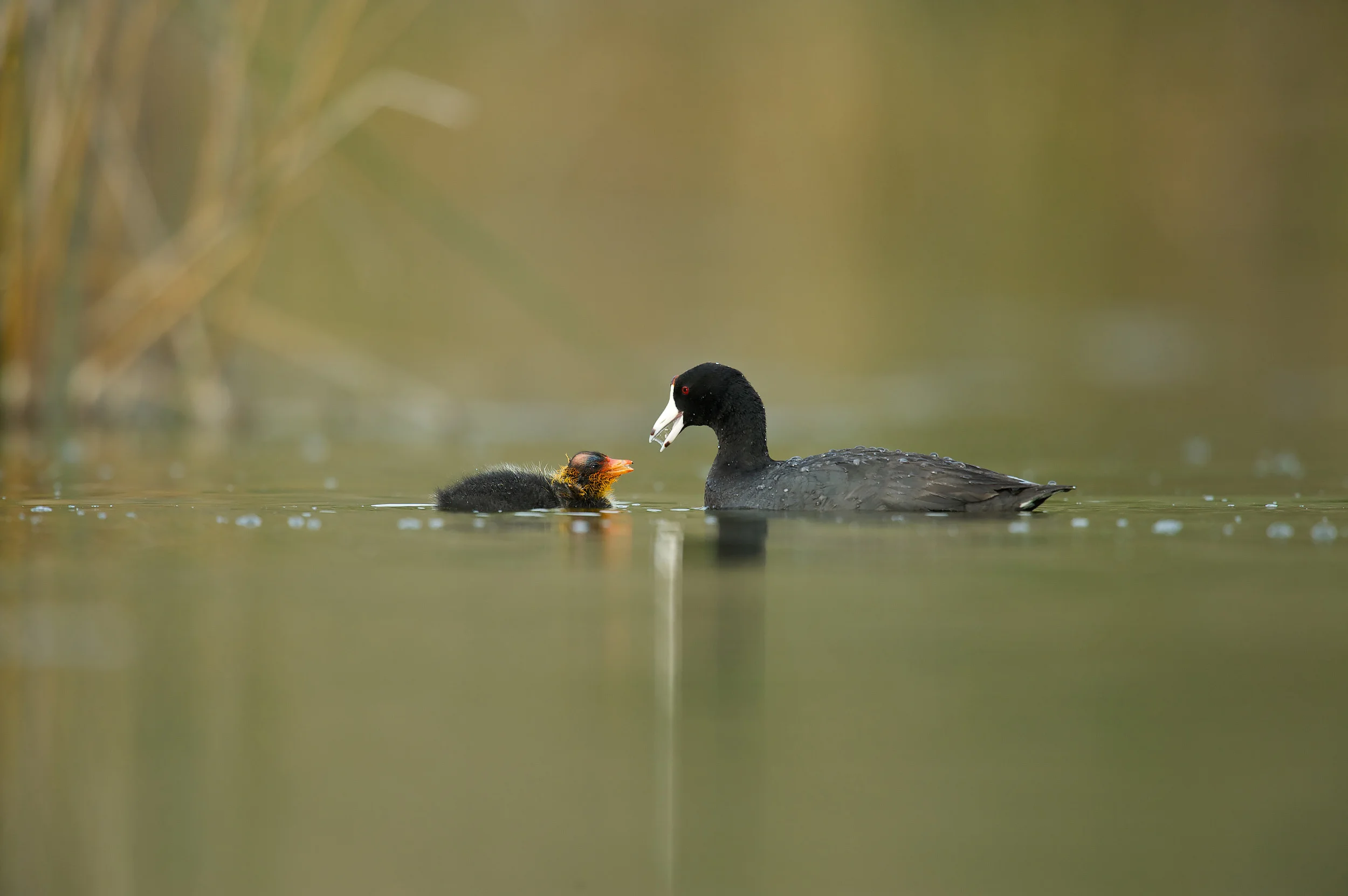 American Coot (Fulica americana) (a.k.a. mud hen)