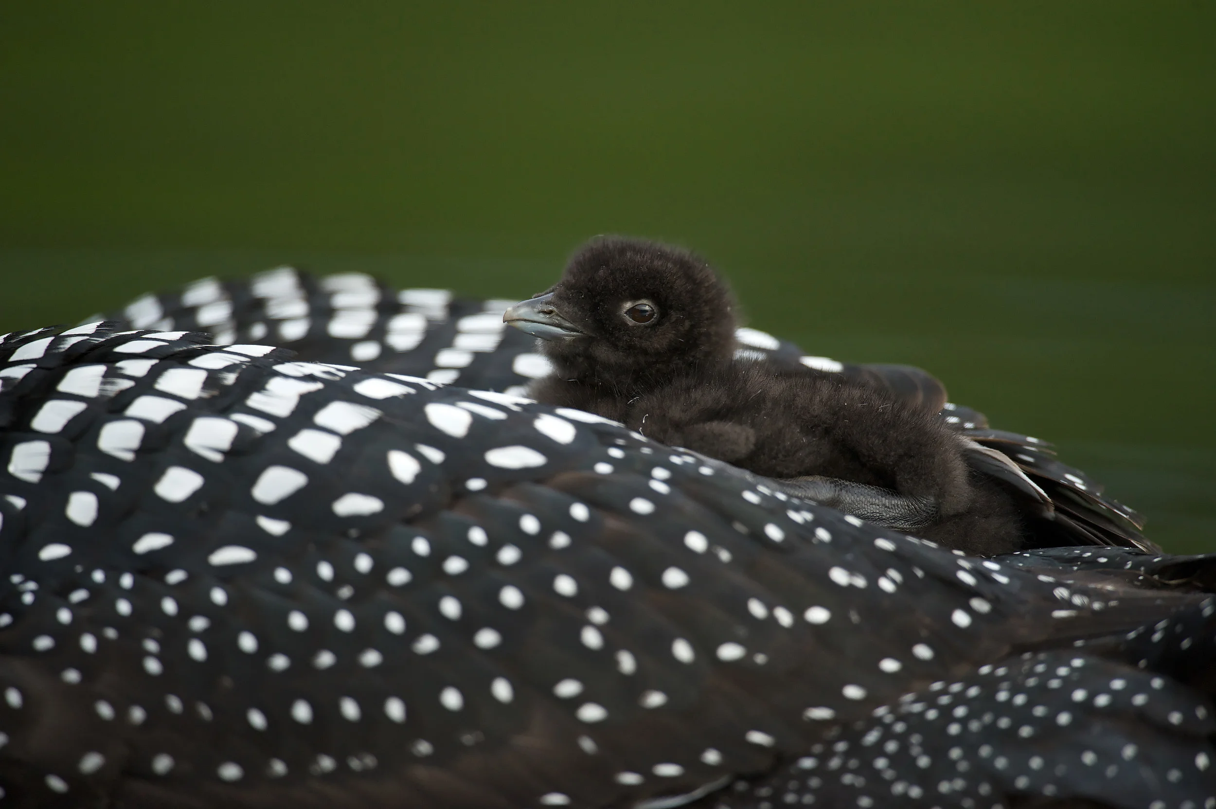 Great Northern Loon (Gavia immer), Common Loon with just hatched chick