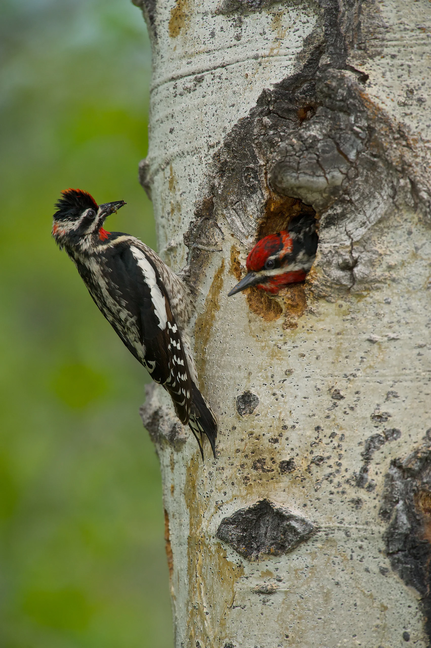 Red-naped Sapsucker (Sphyrapicus nuchalis), female waiting for the male to leave the nest