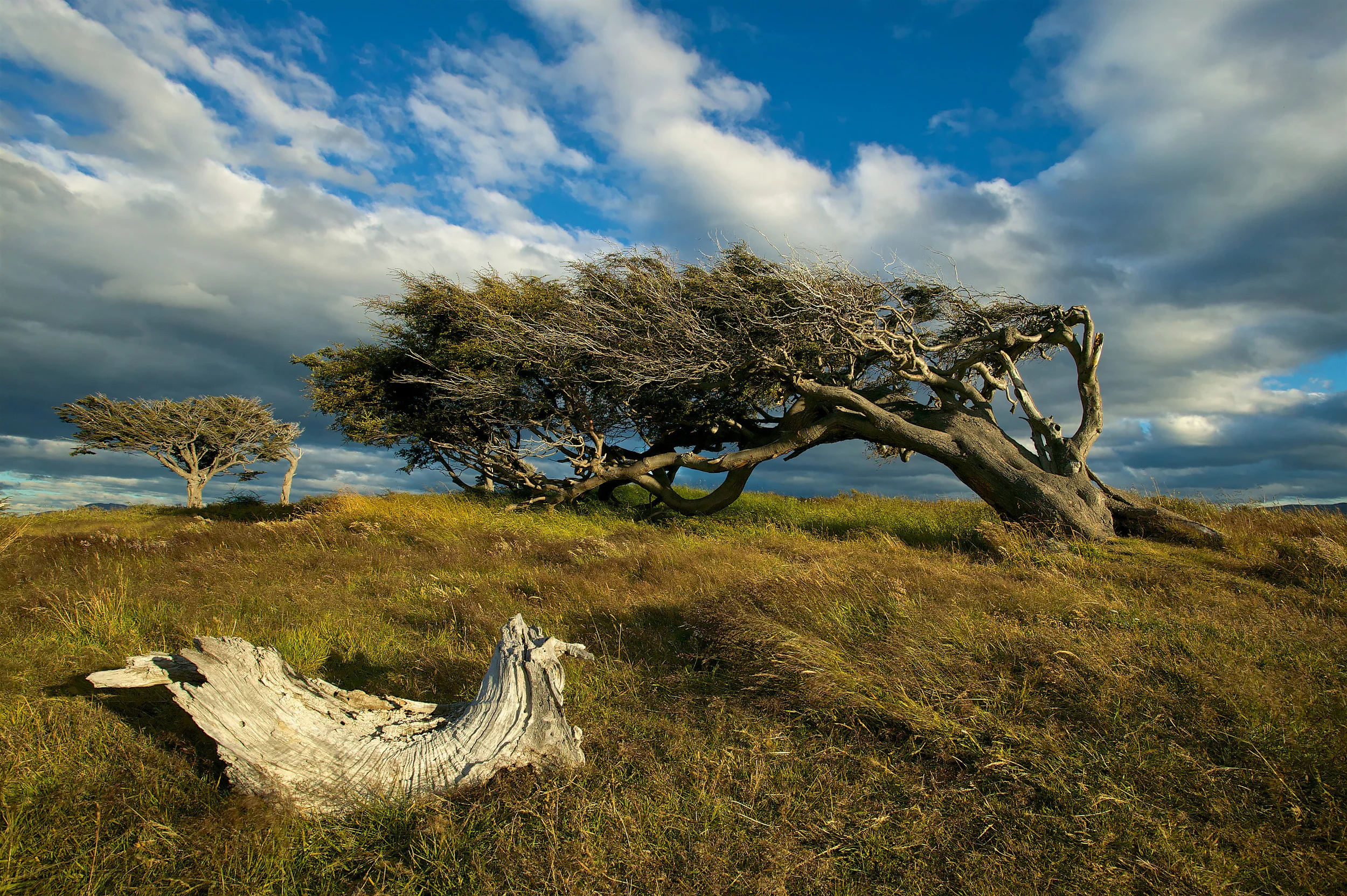 Wind swept Lenga (Notohofagus pumilio) tree. Beagle Channel. Tierra del Fuego, Patagonia, Argentina