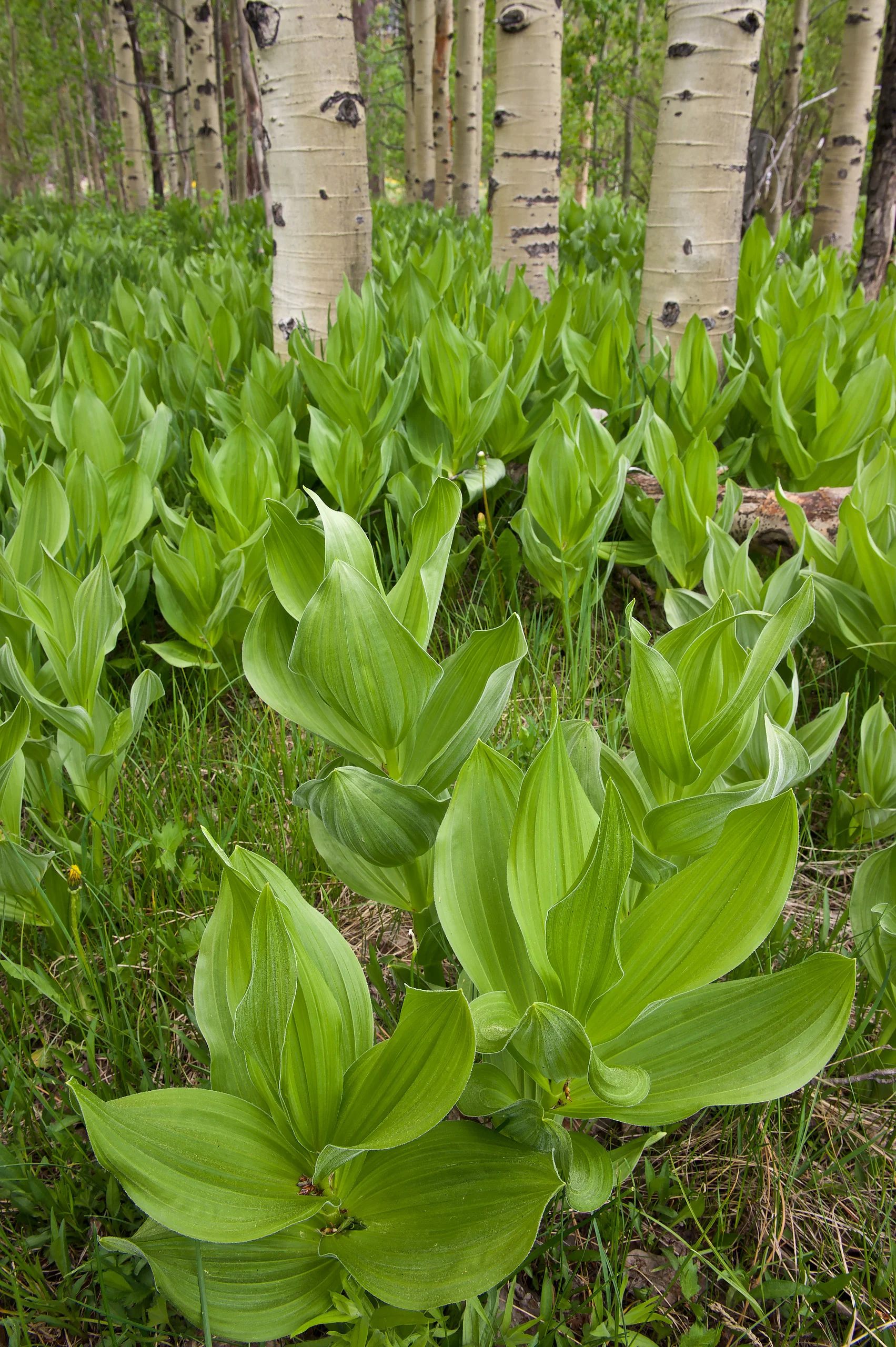 California corn lily (Veratrum californicum). Lake Tahoe, CA