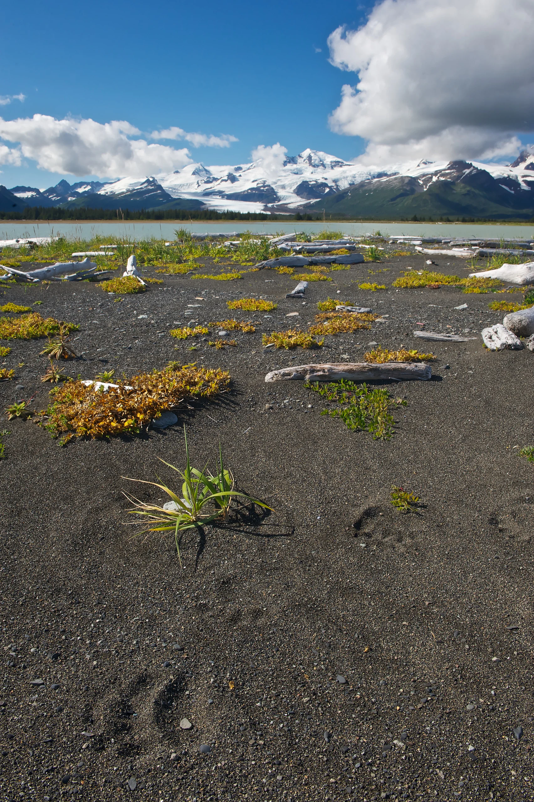 Coastal brown bear (Ursus arctors gyas), prints on the sand at Hallo Bay, Katmai, Alaska