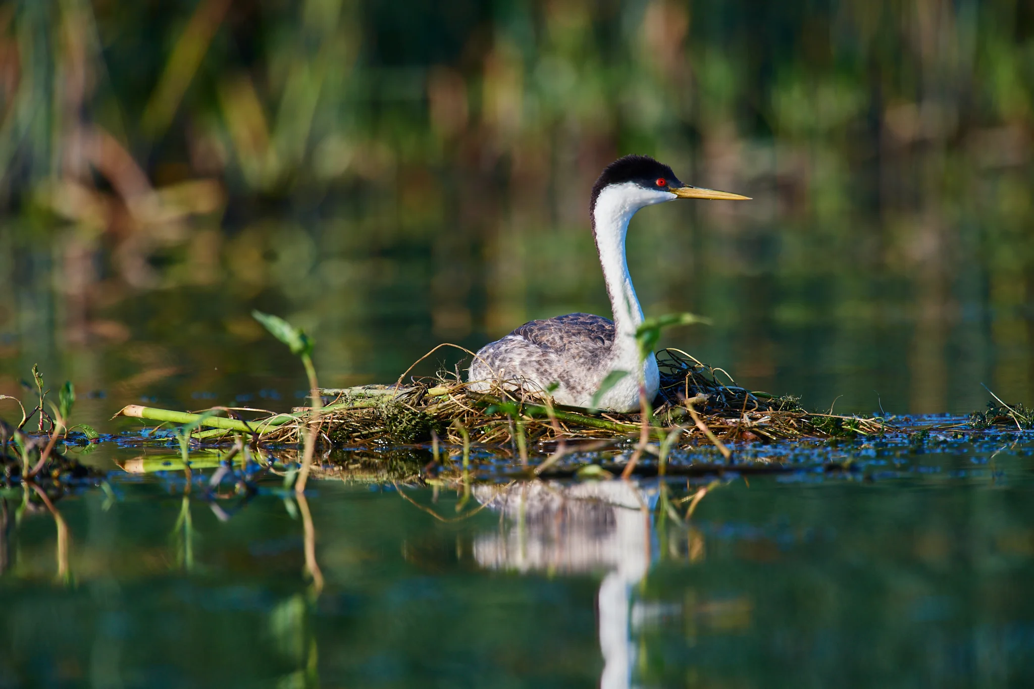 Western grebe (Aechmophorus occidentalis)