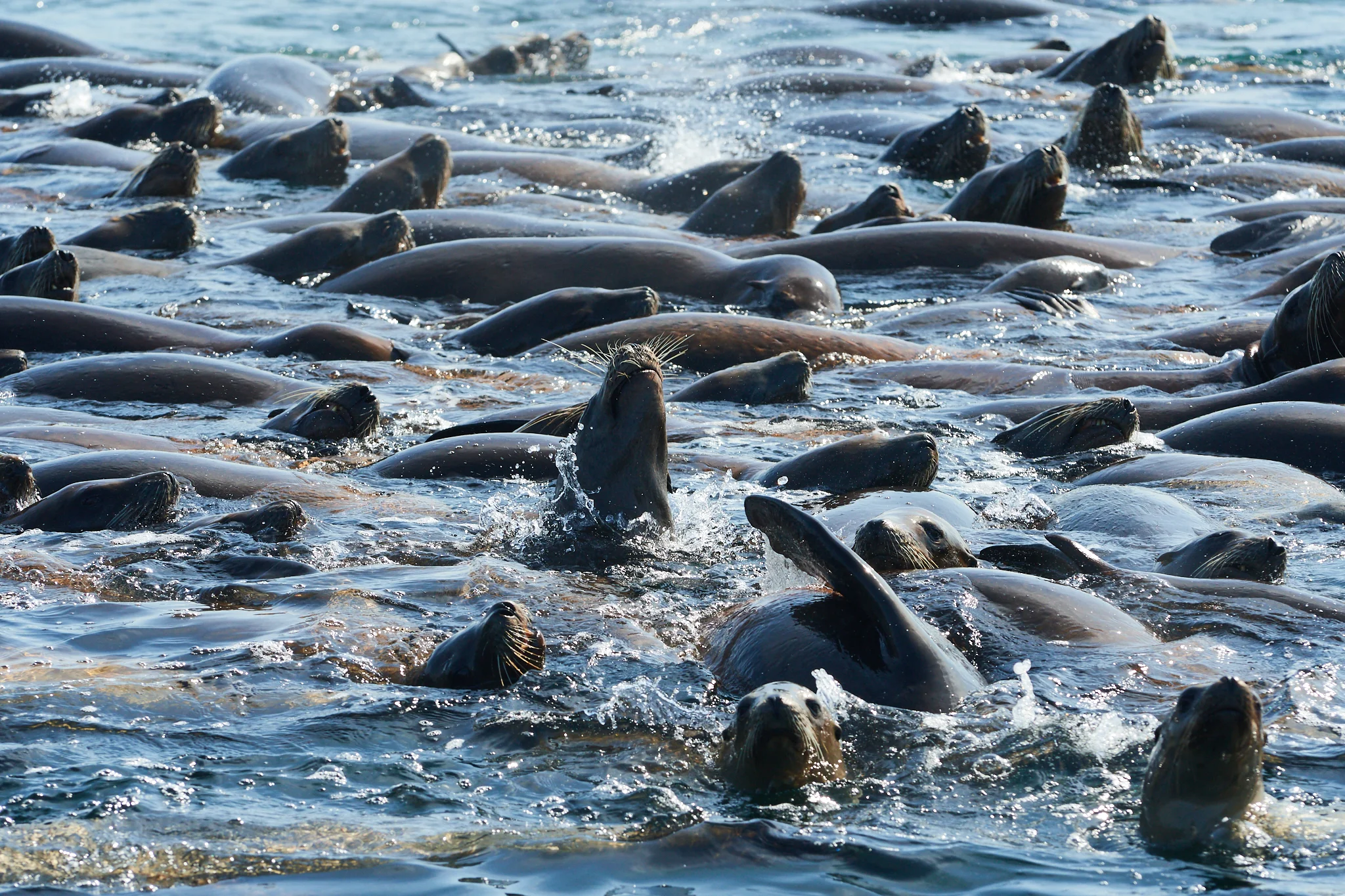California sea lion (Zalophus californianus)