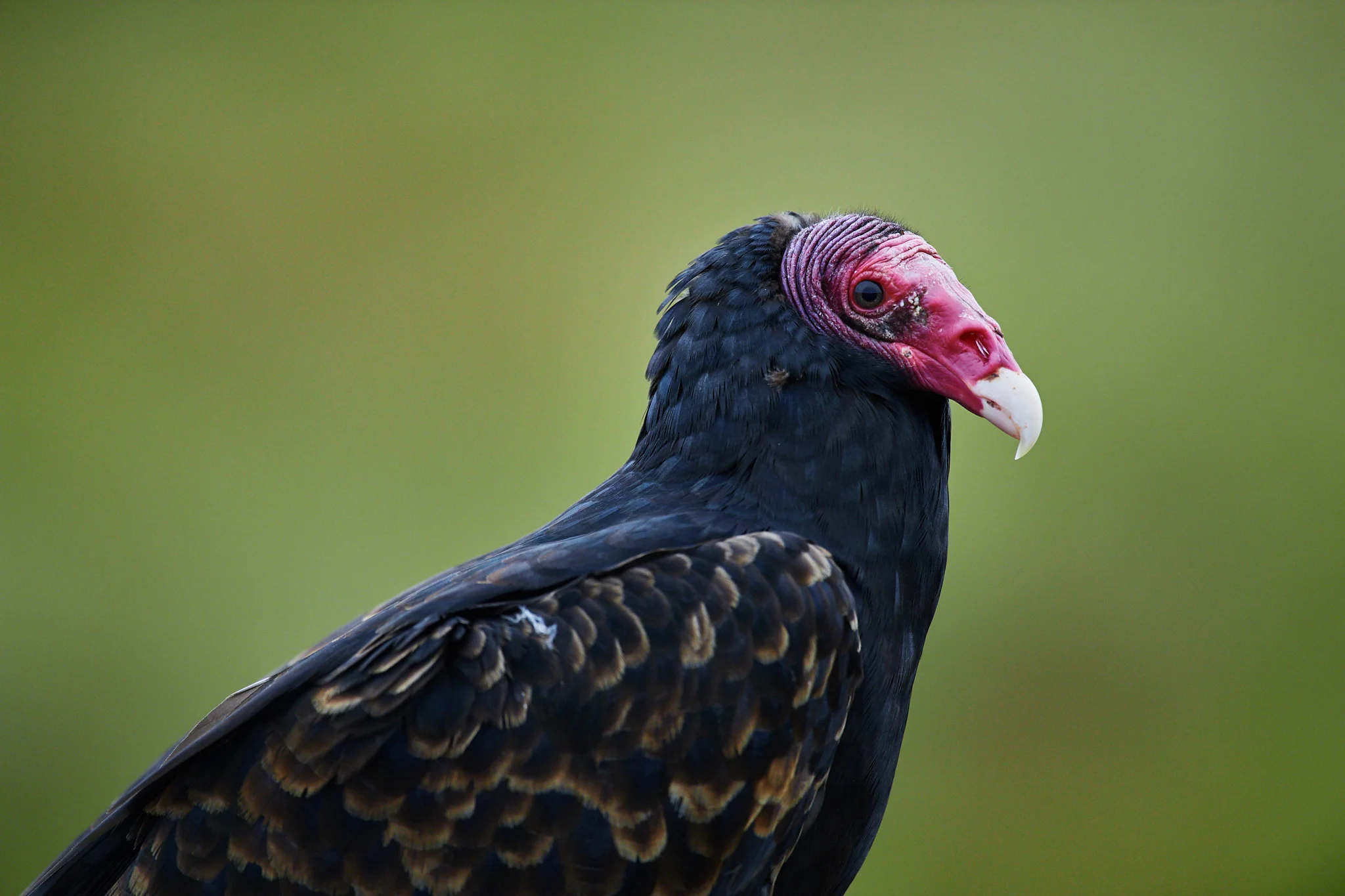 Turkey vulture (Cathartes aura)