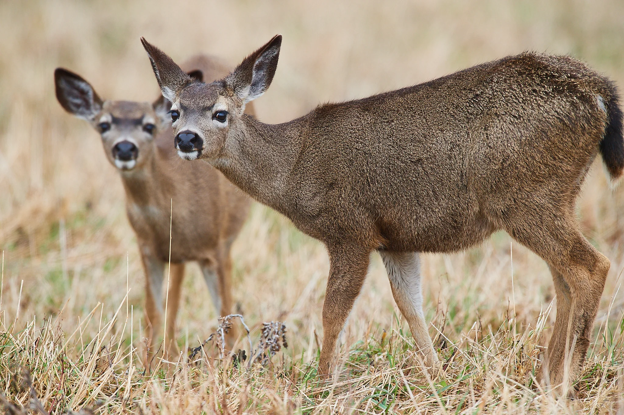 California mule deer (Odocoileus hemionus californicus)