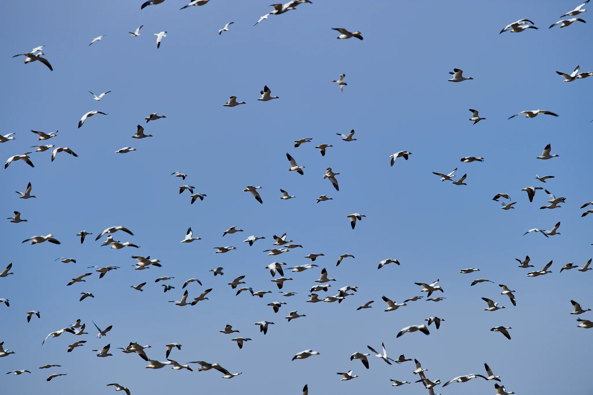 Large flock of snow geese (Anser caerulescens), Bosque del Apache, NM, USA