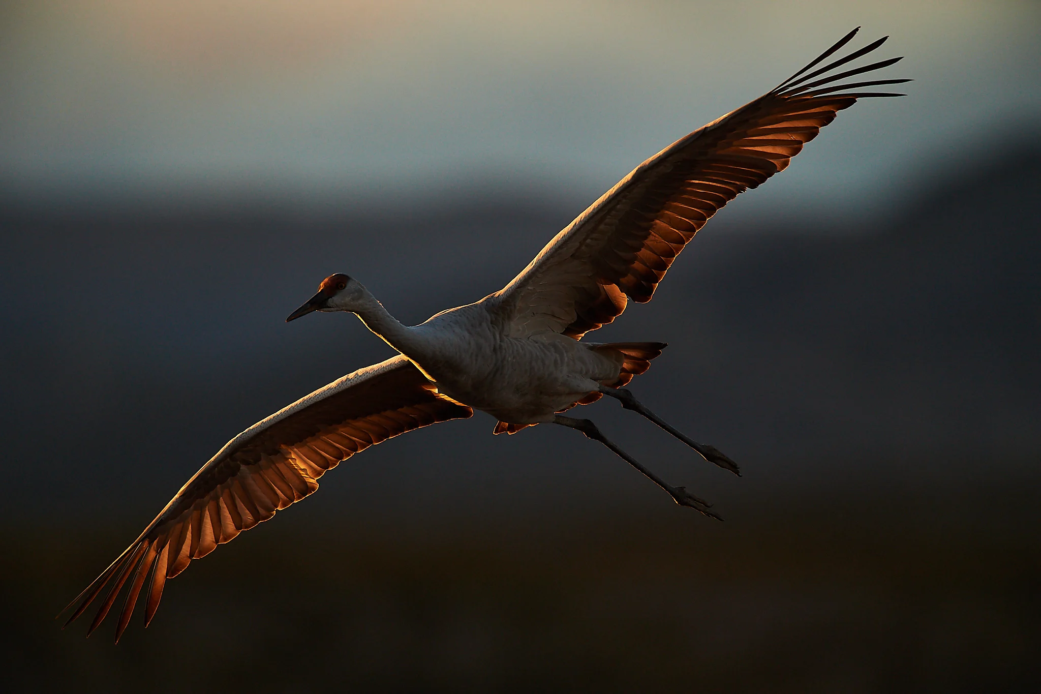 sandhill crane (Antigone canadensis), Bosque del Apache, New Mexico, USA